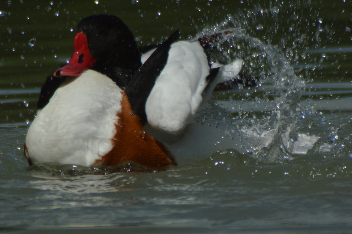 Shelduck taking a bath