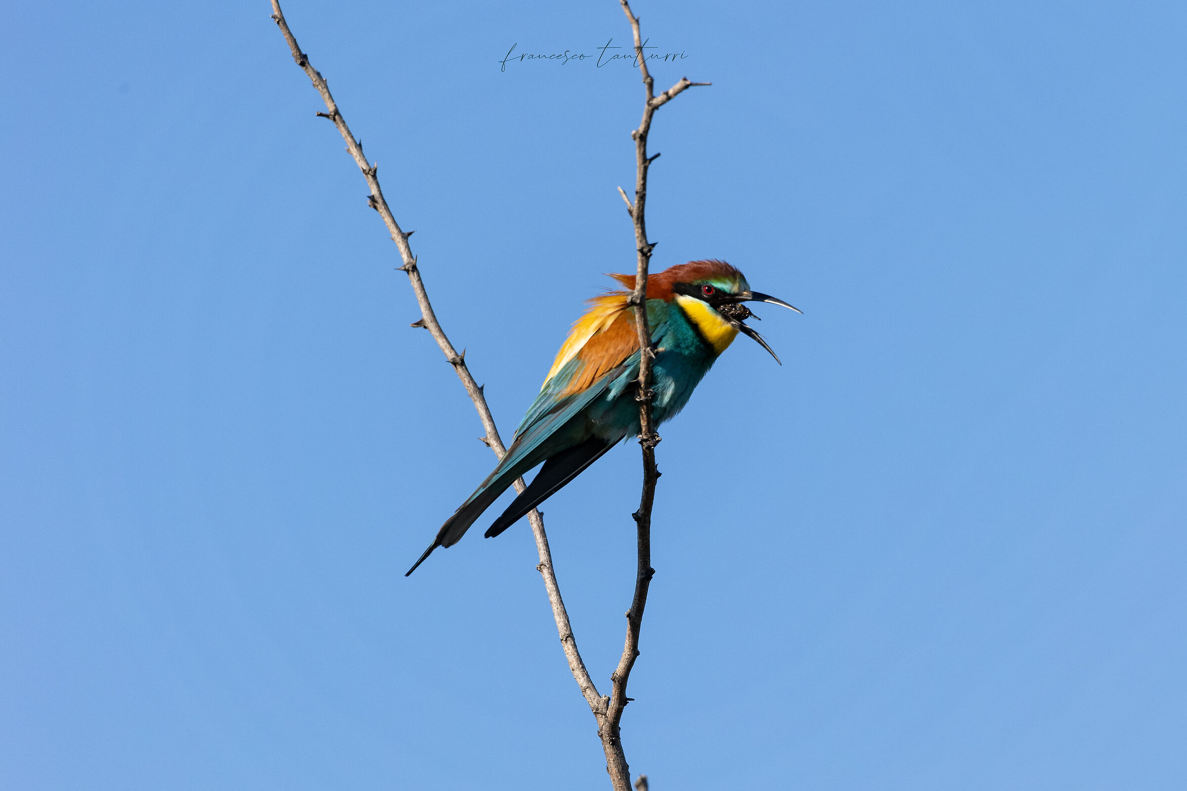 Bee-eater wad expulsion