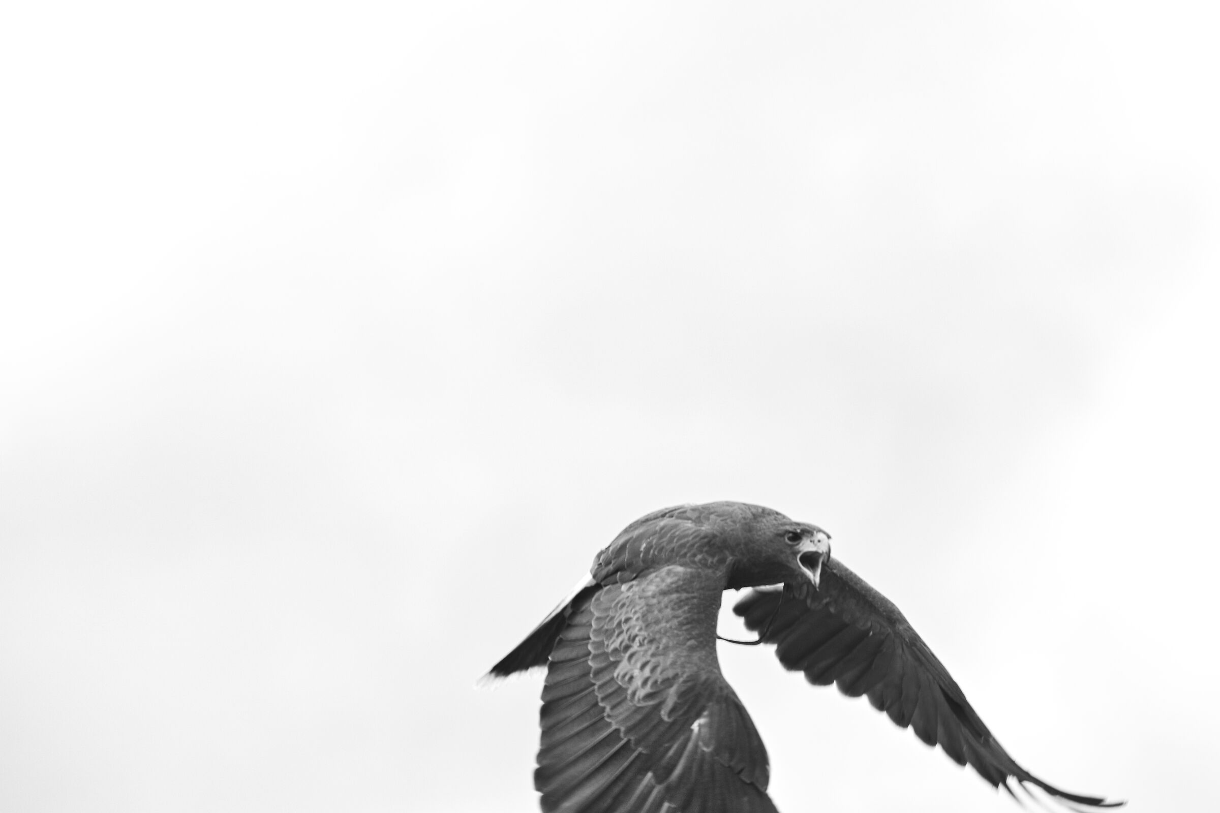 Falcon