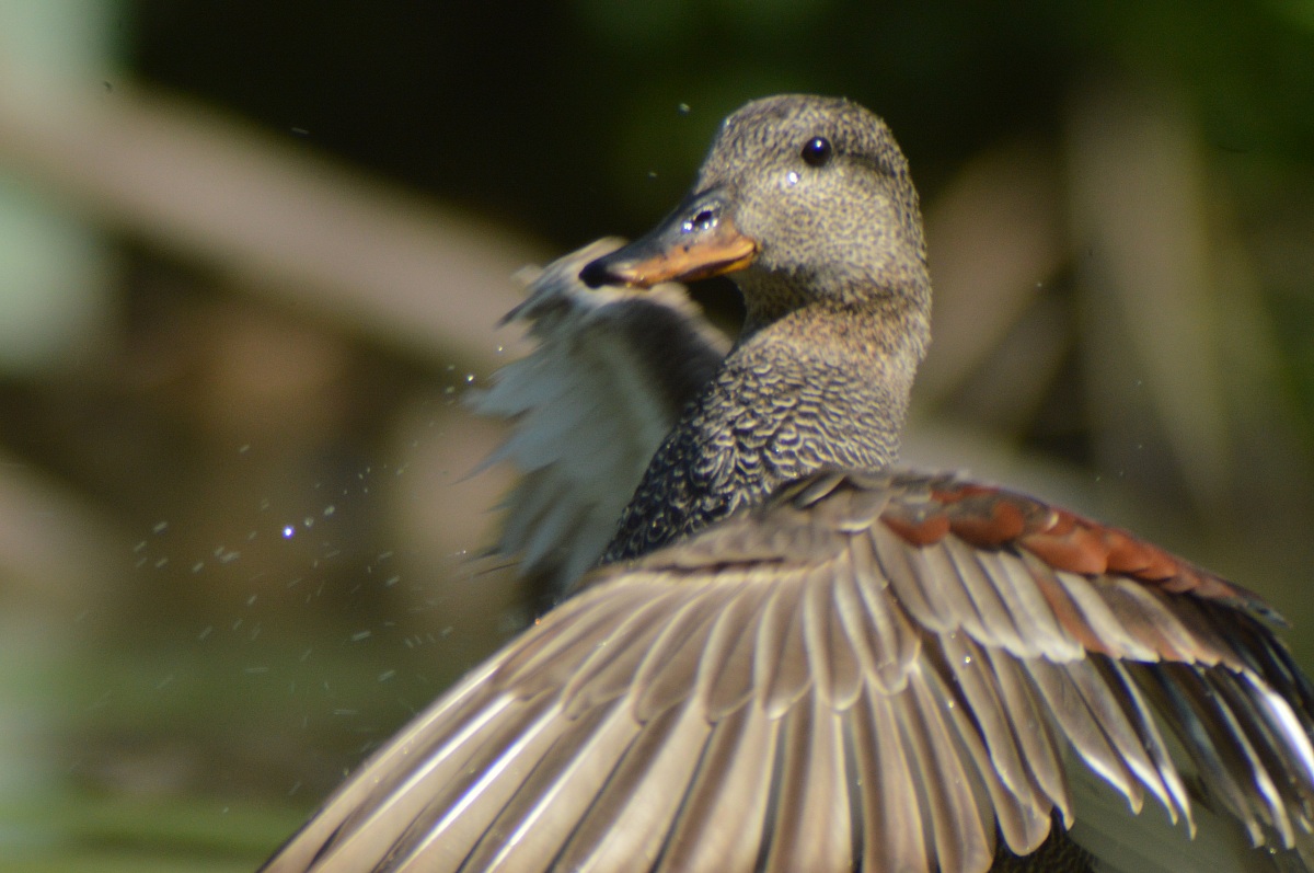 Gadwall