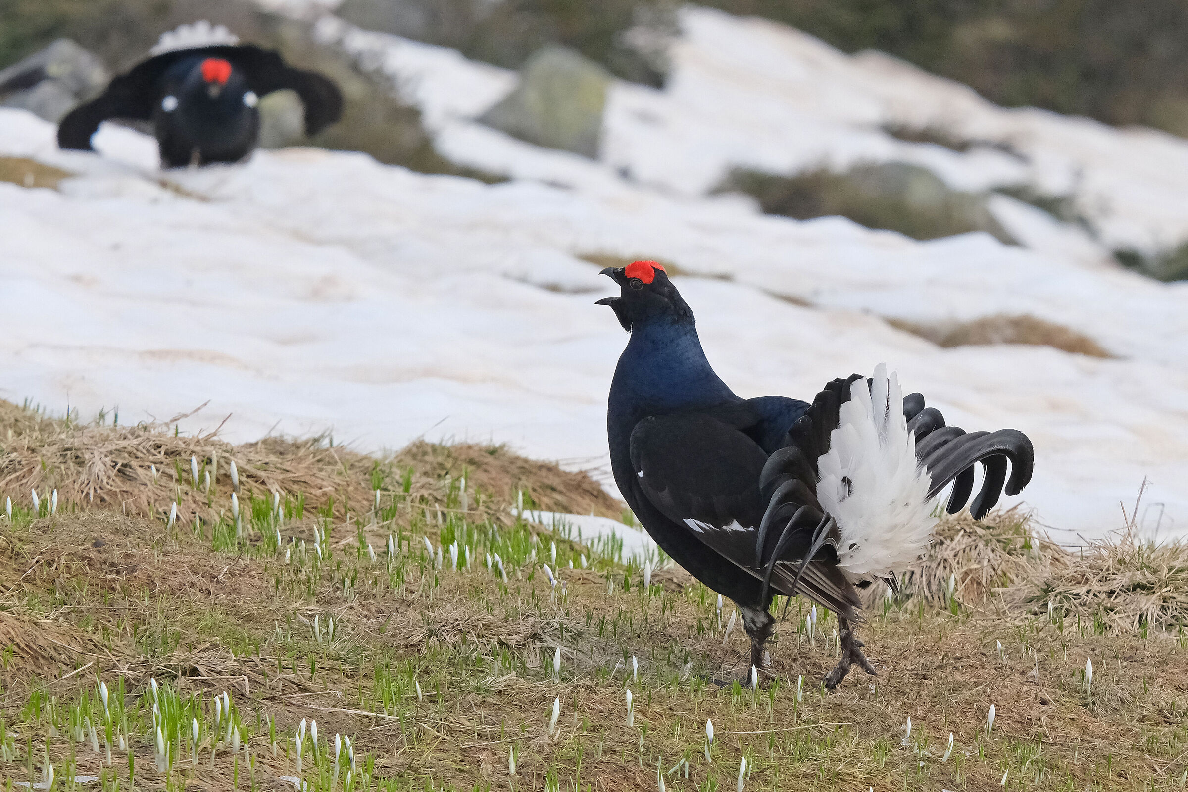 Gallo forcello...la sfida