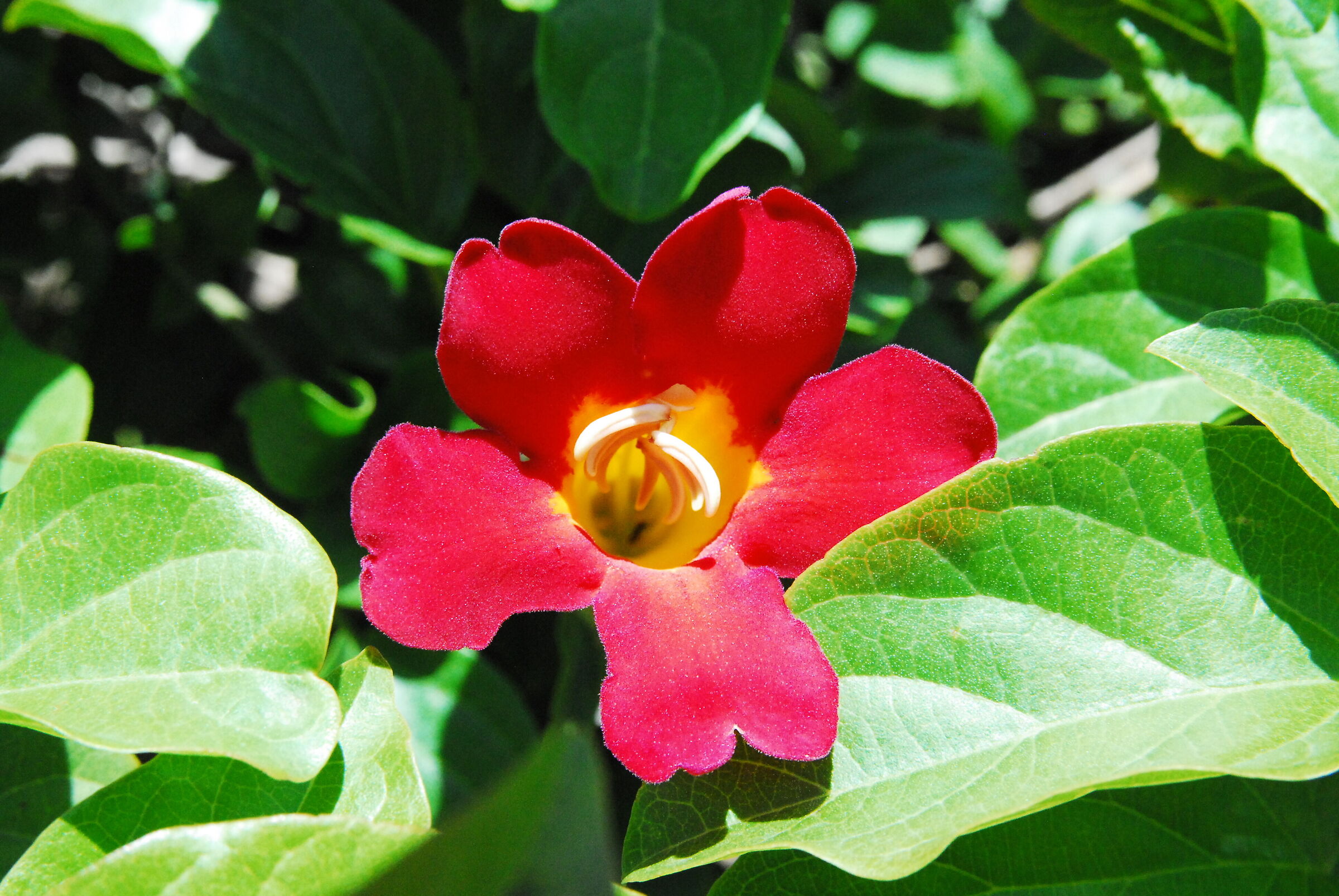 Amphilophium buccinatorium (!)