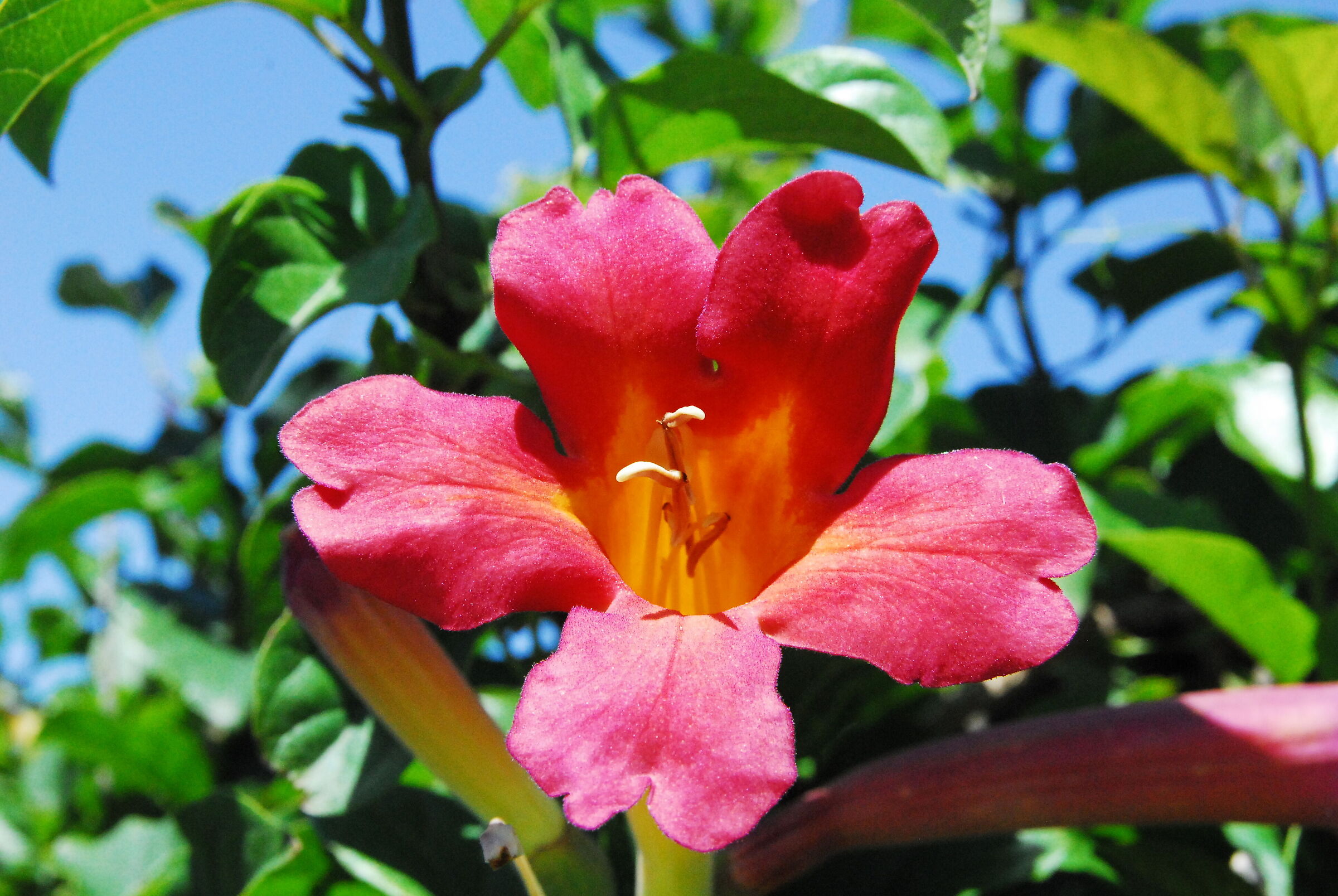 flower