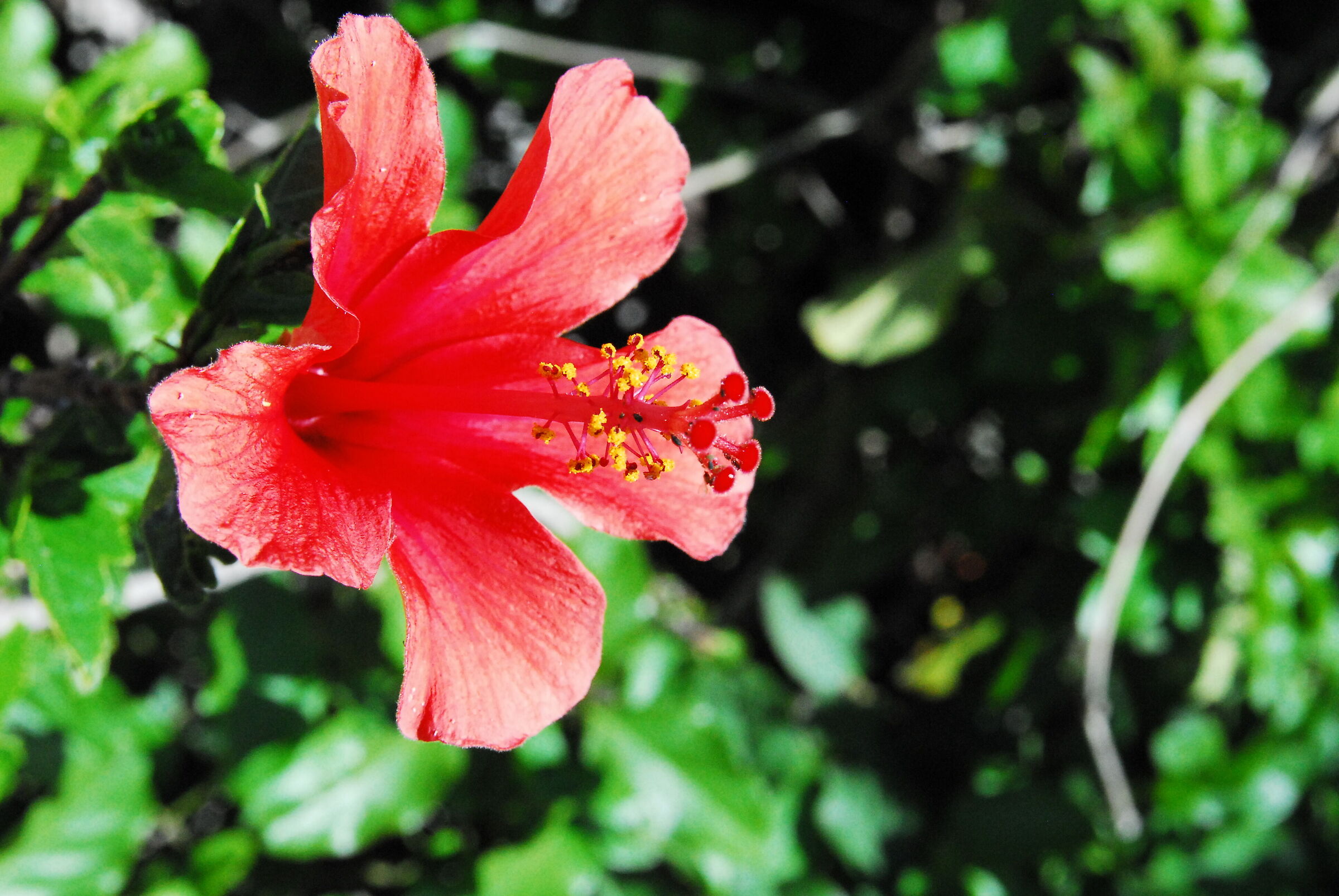 flower