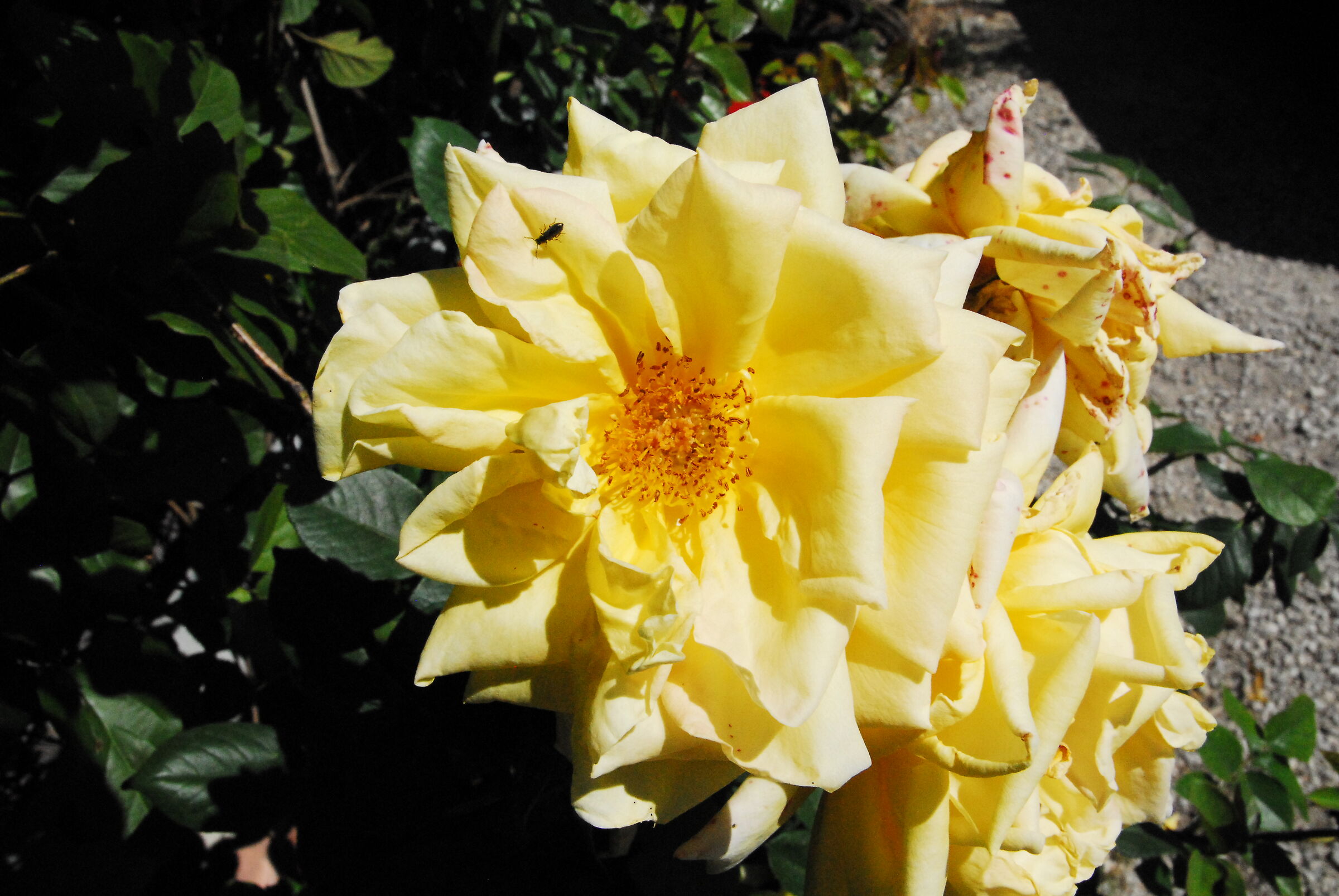 Yellow Rose