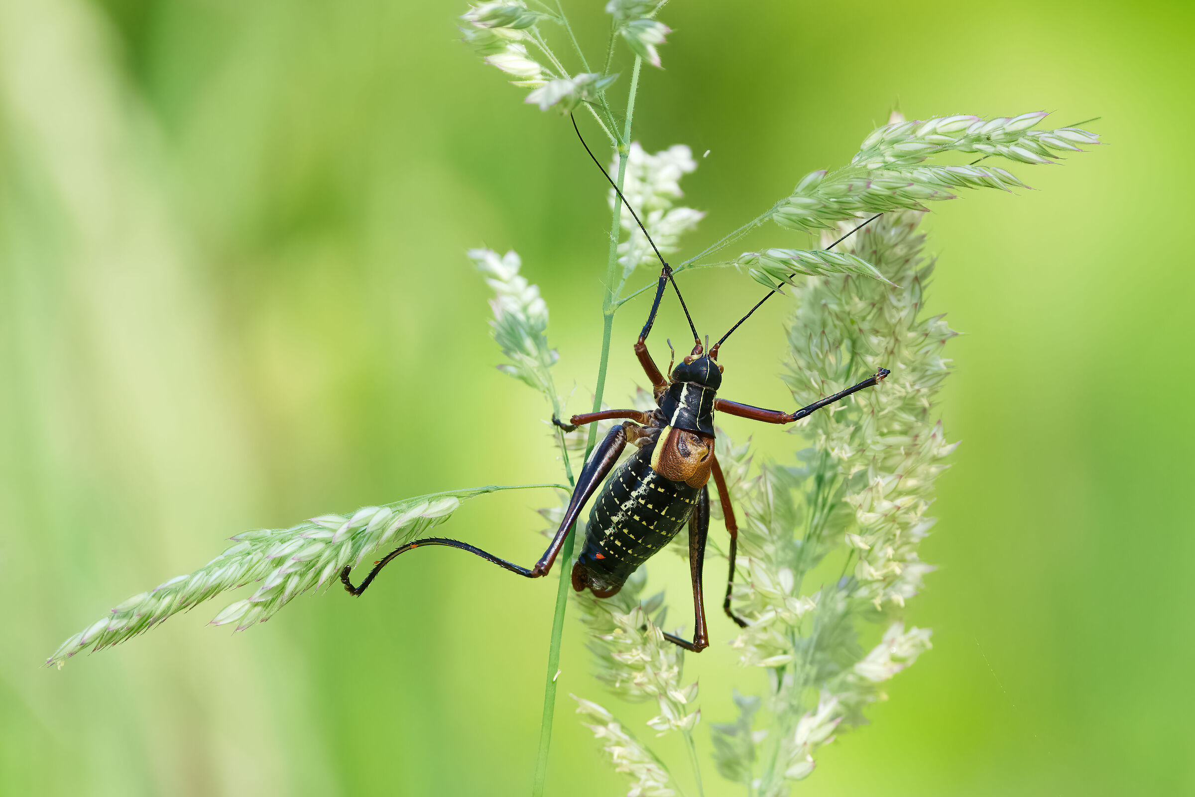 Barbitistes vicetinus
