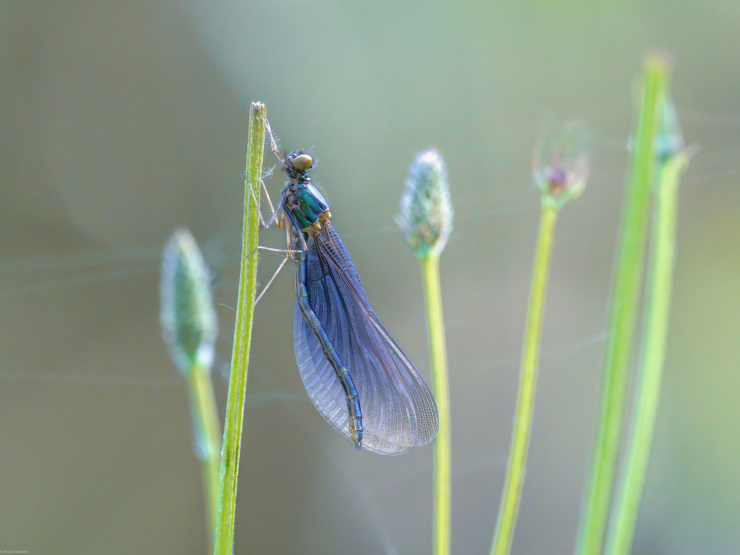 Calopteryx splendens