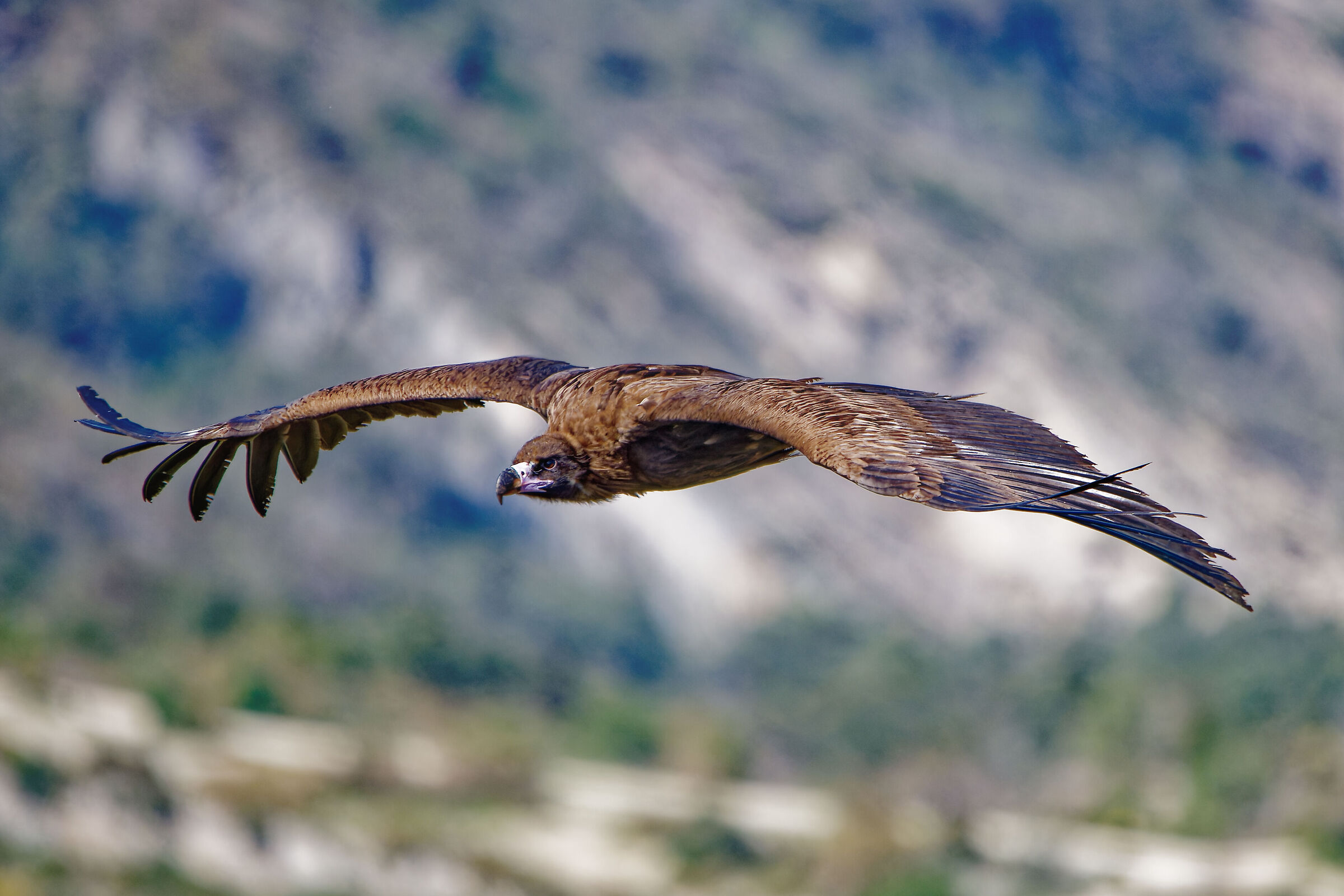 Monk Vulture