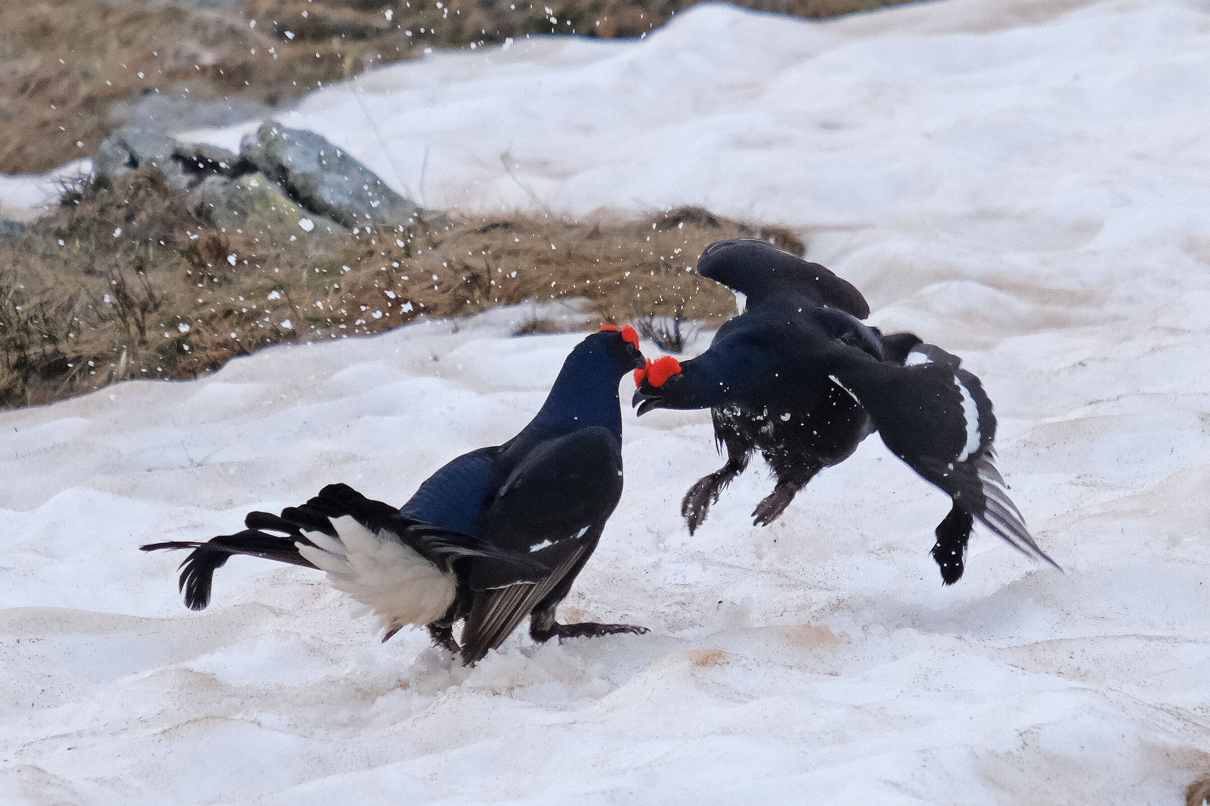 Black grouse... The Duel
