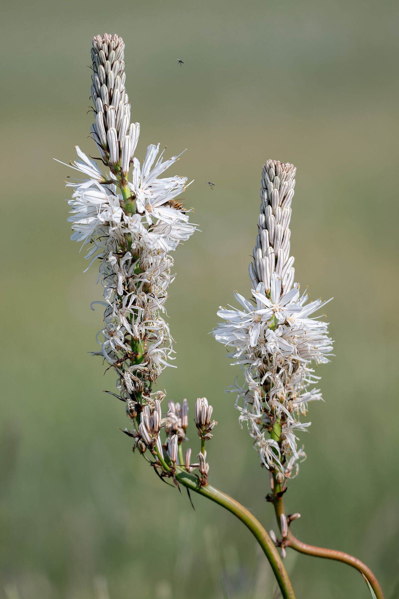 Asphodelus albus