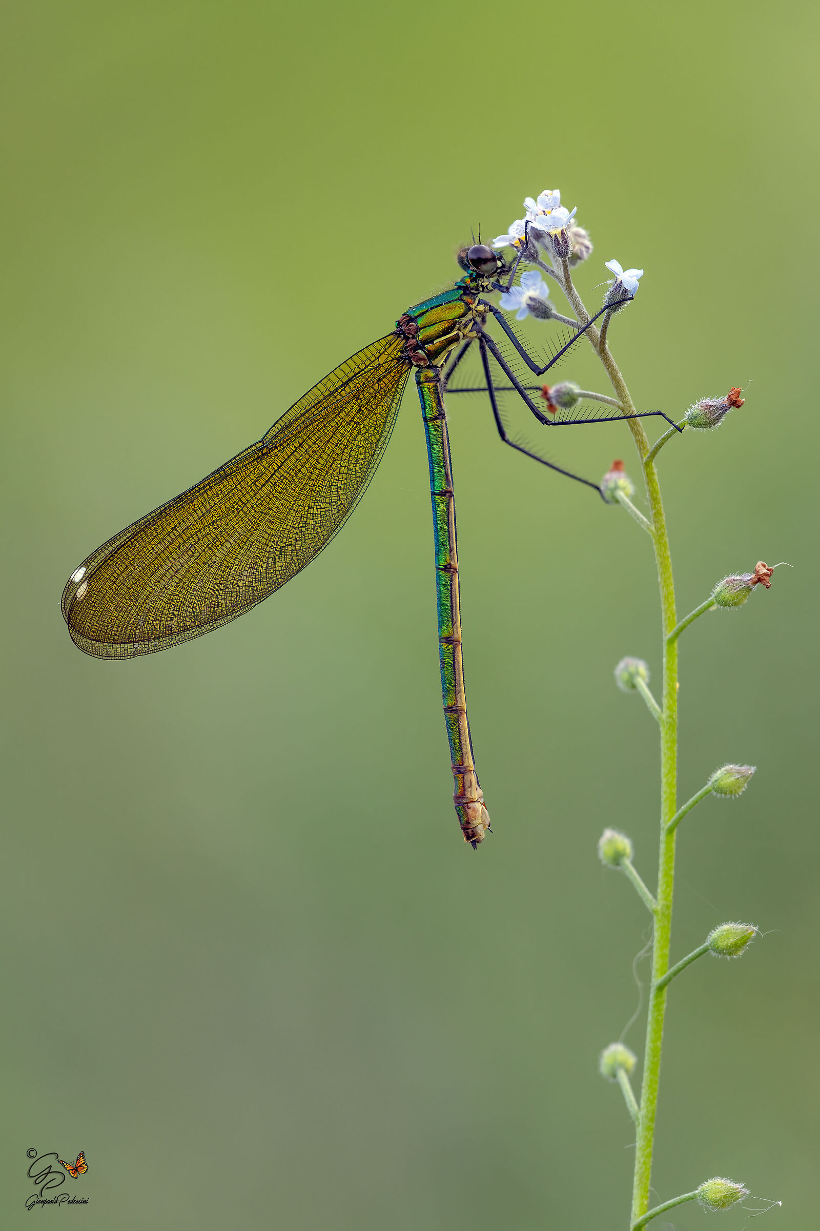 Calopteryx splendens (femmina)