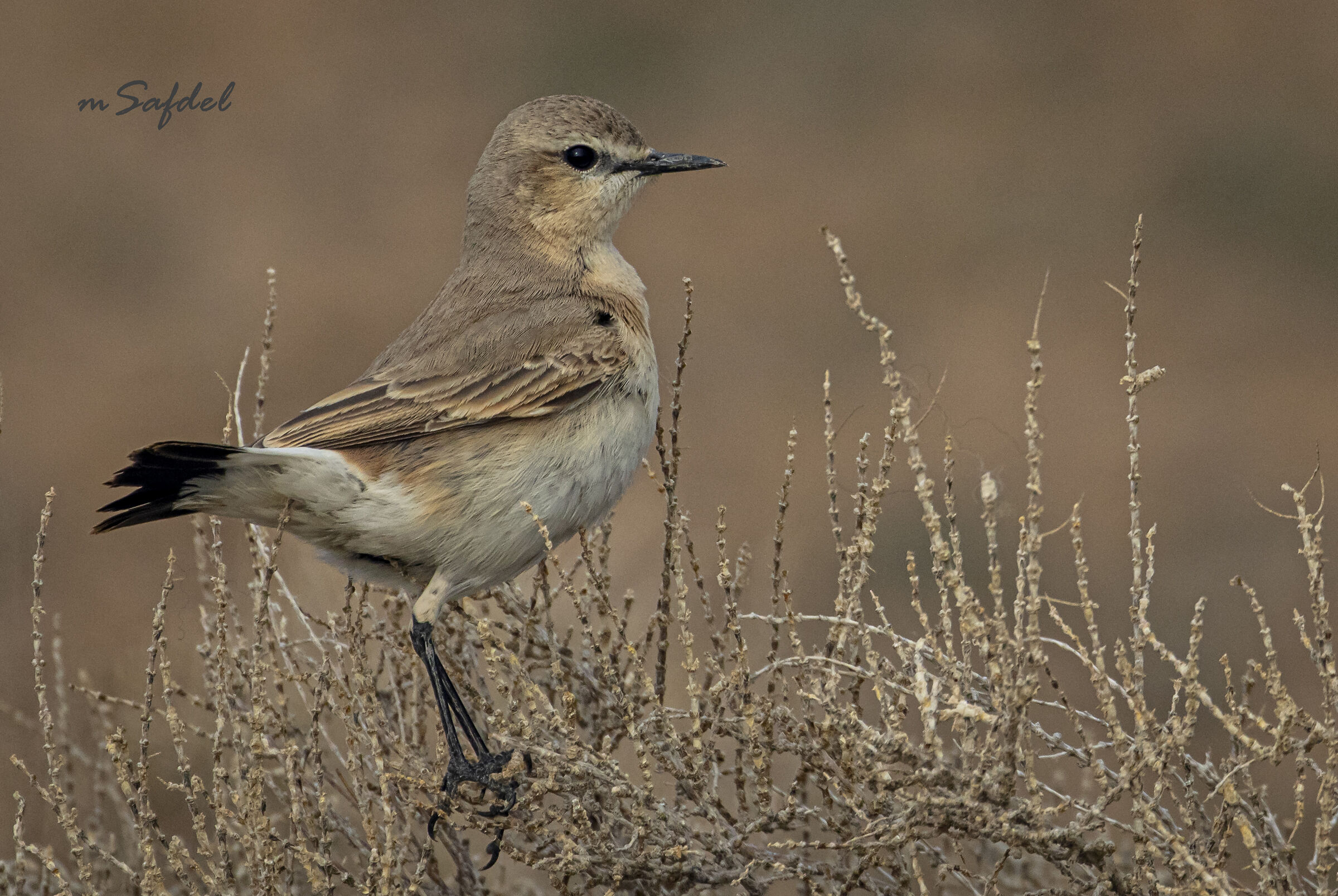 Isabelline Wheatear