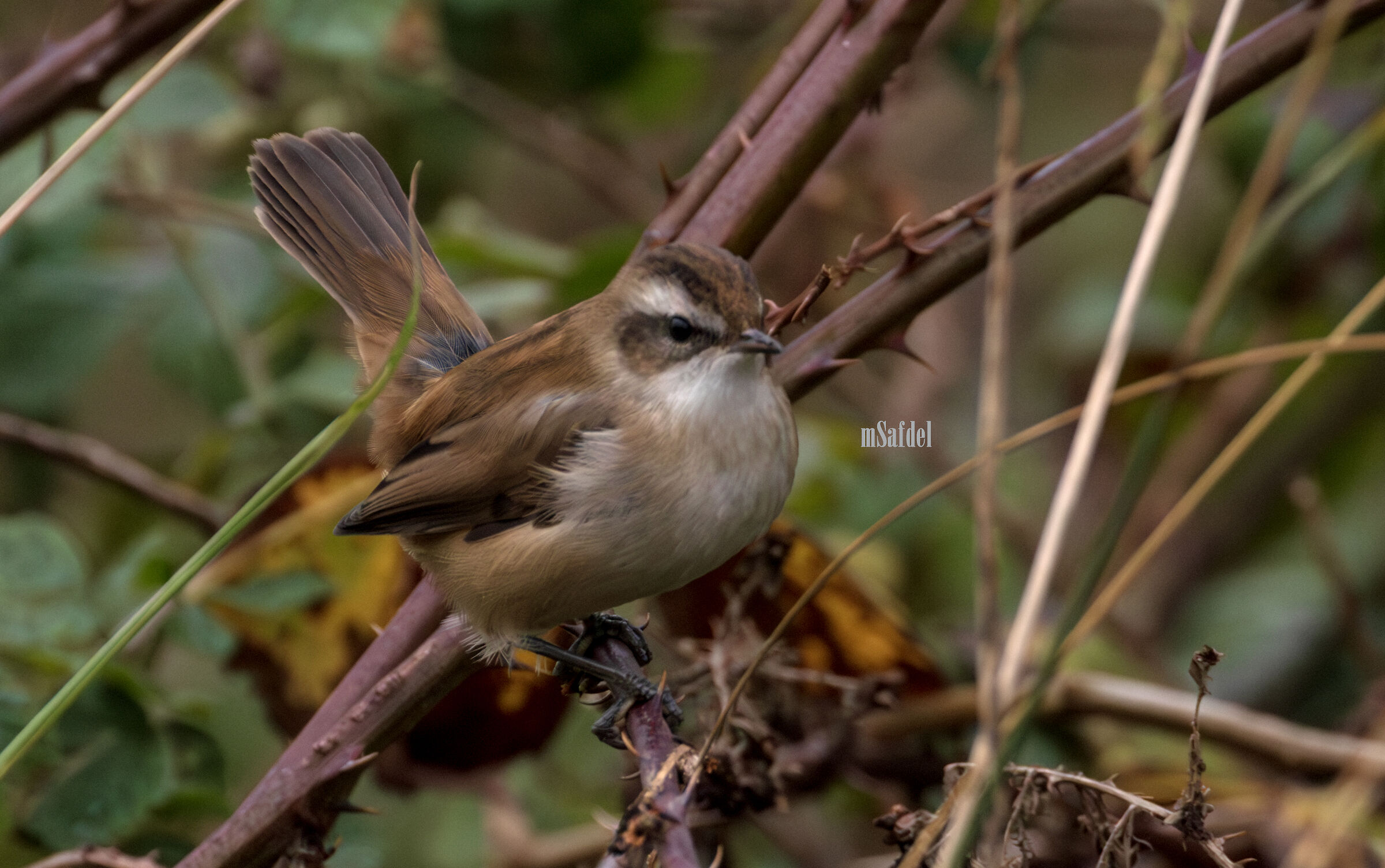 Moustached Warbler