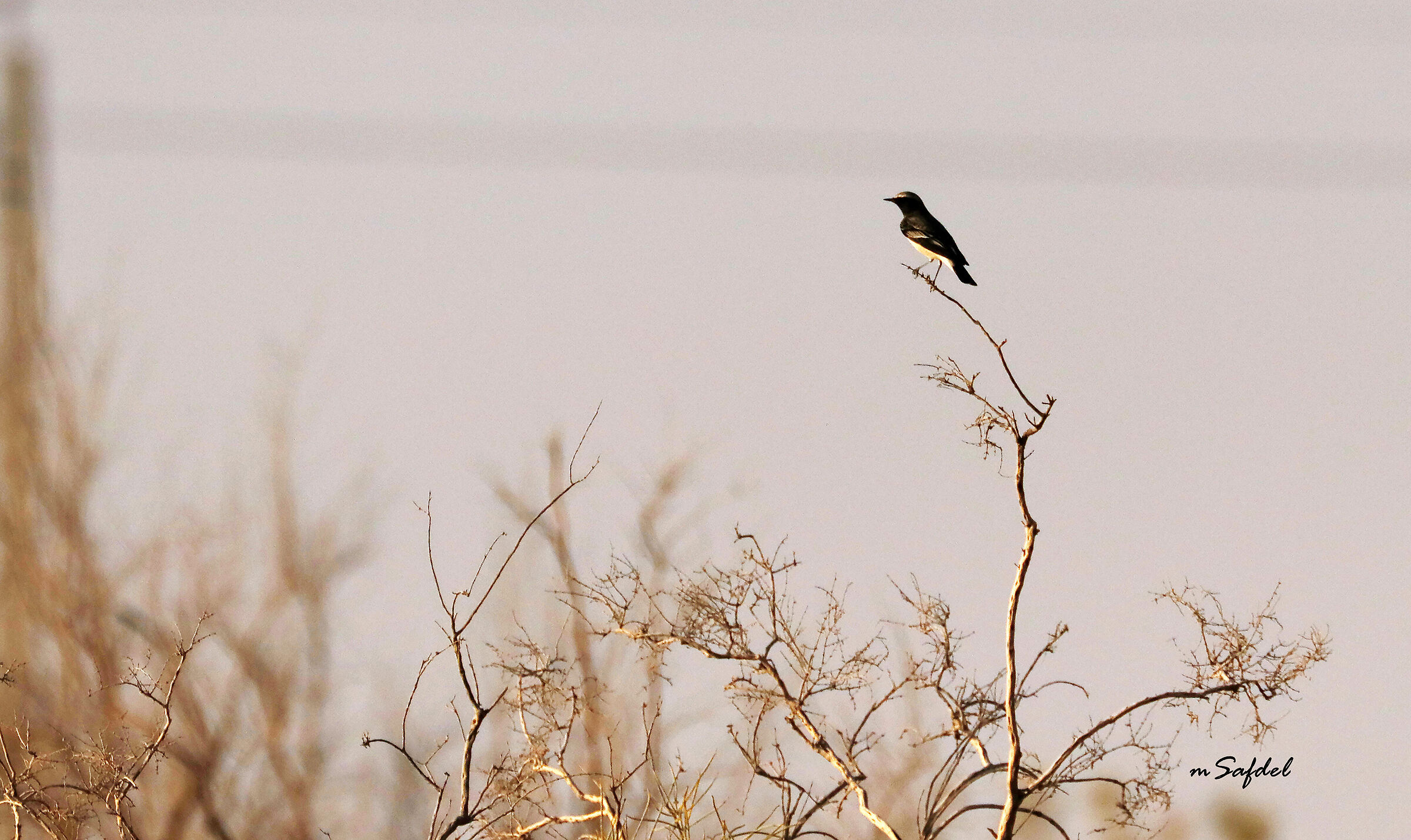Pied Wheatear