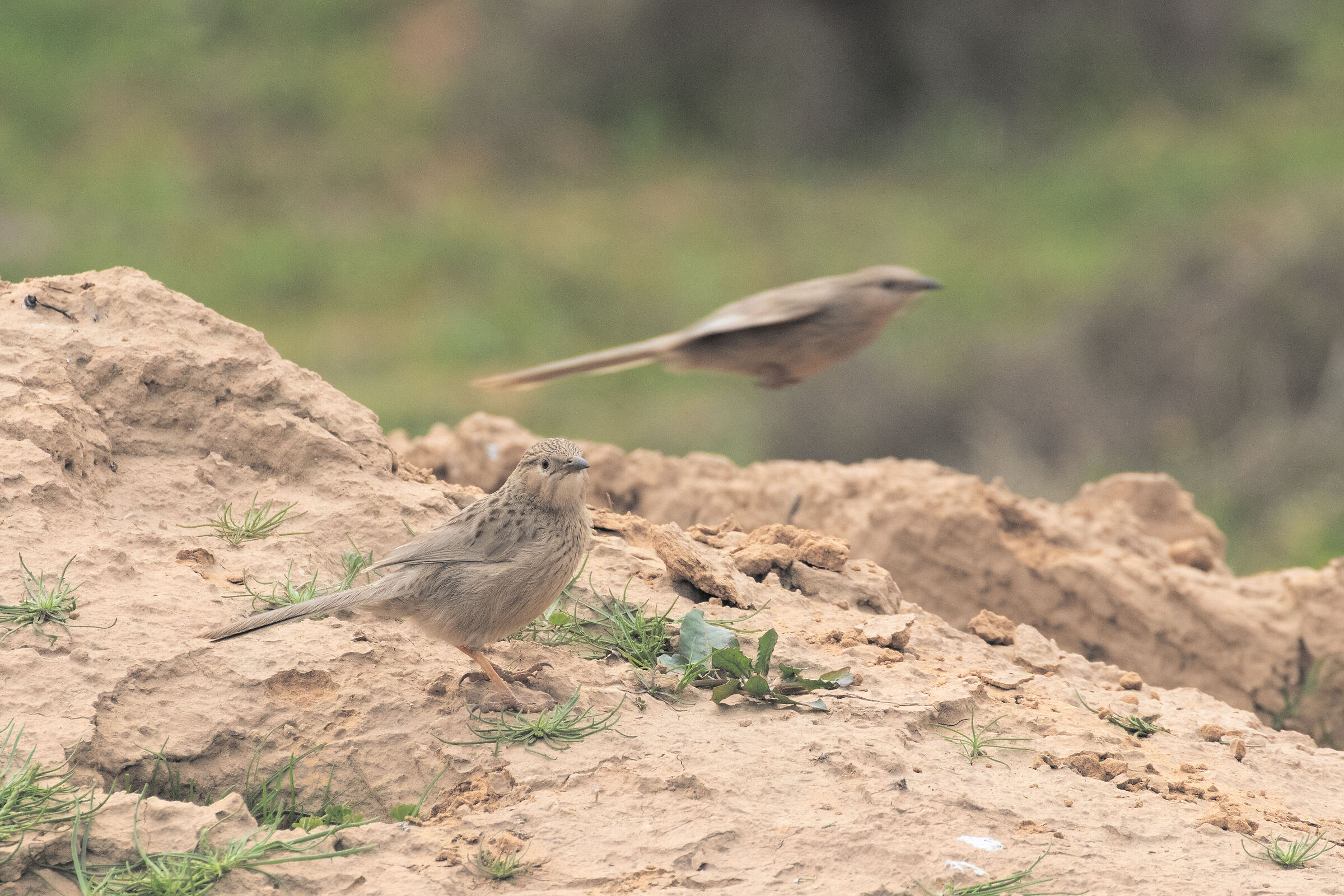 Common babbler