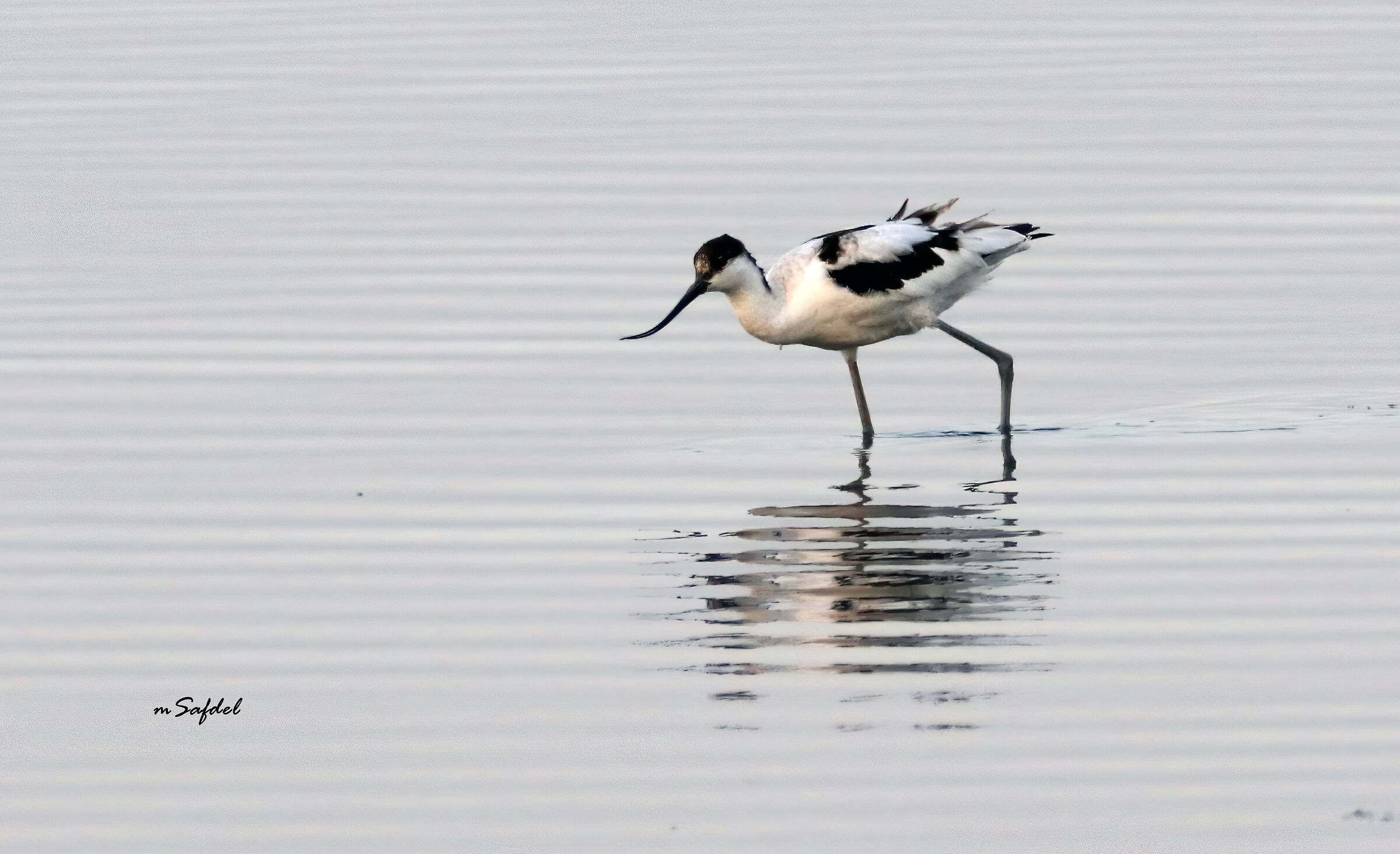 Avocet