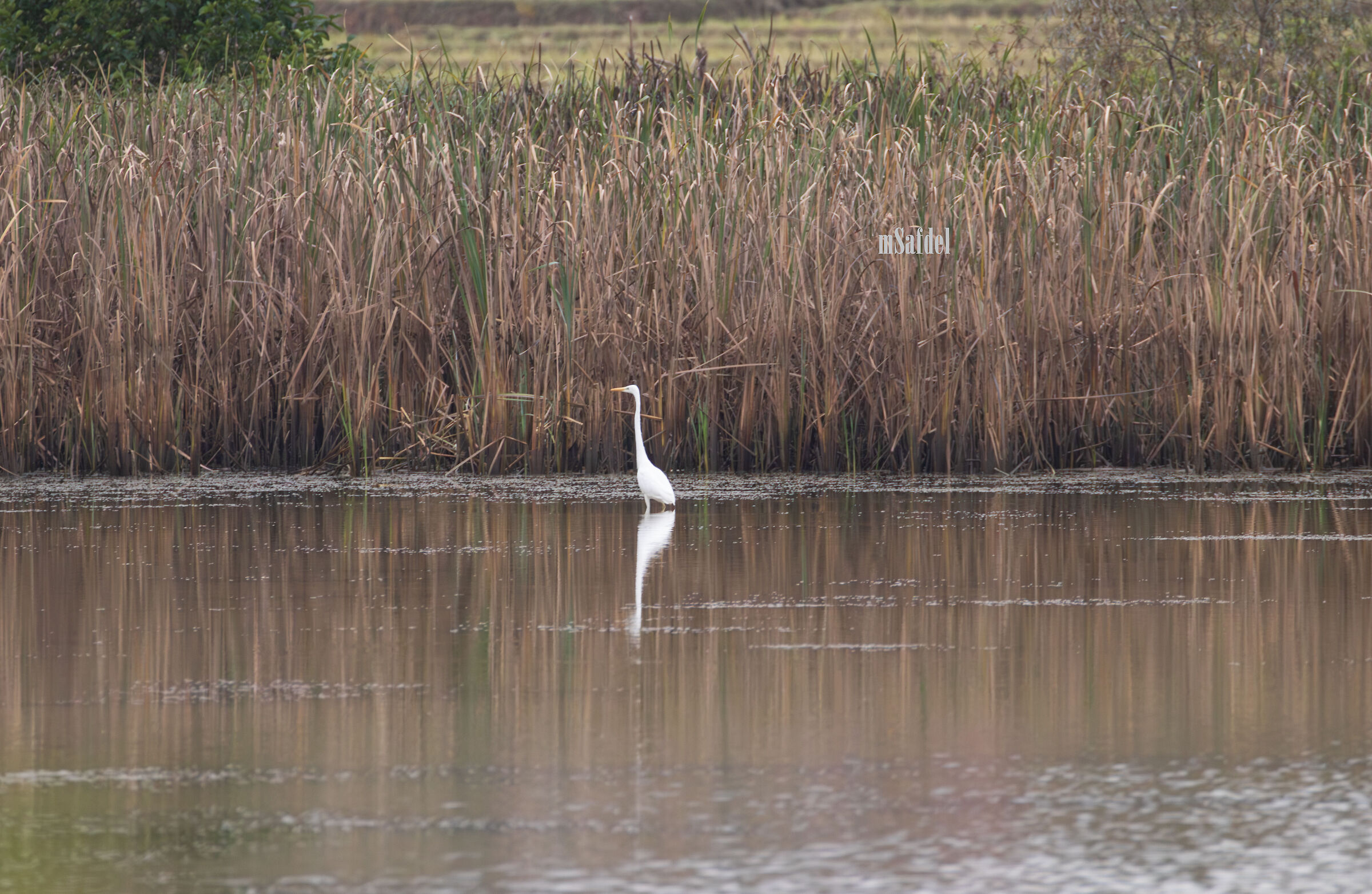 Great White Egret