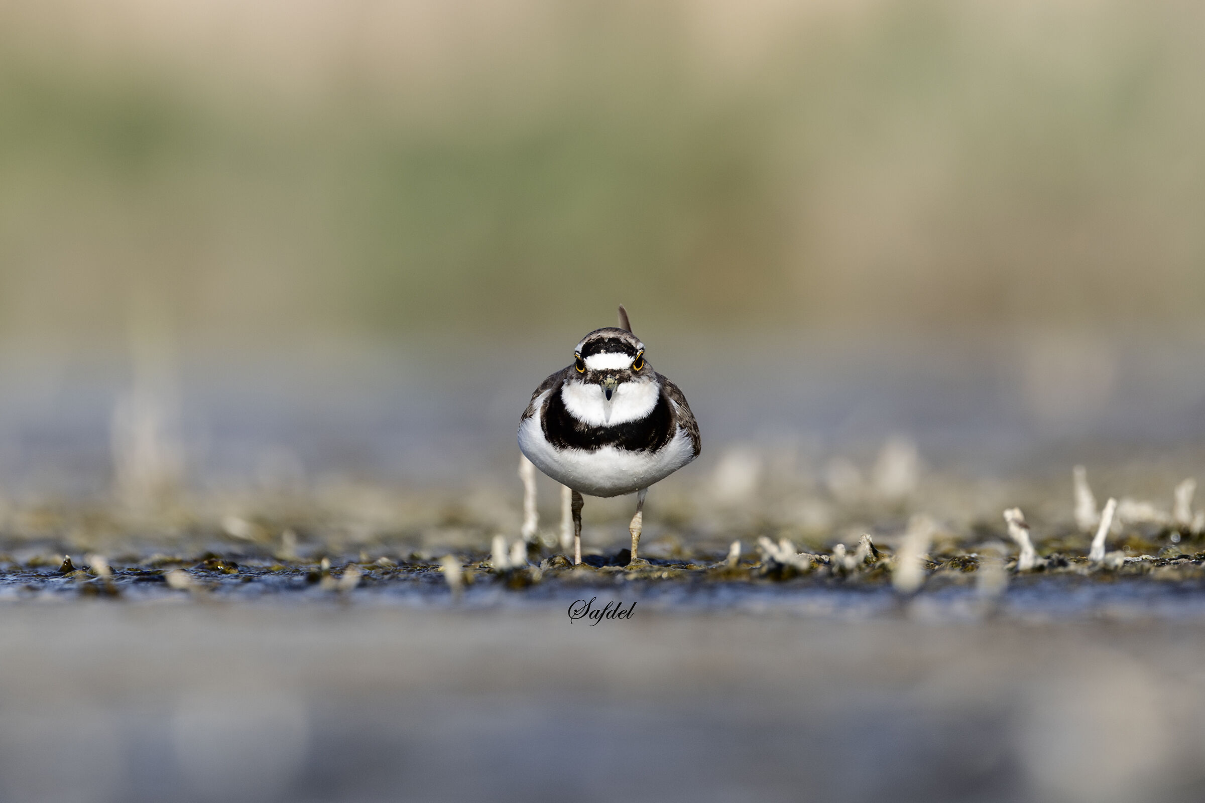 Little ringed plover