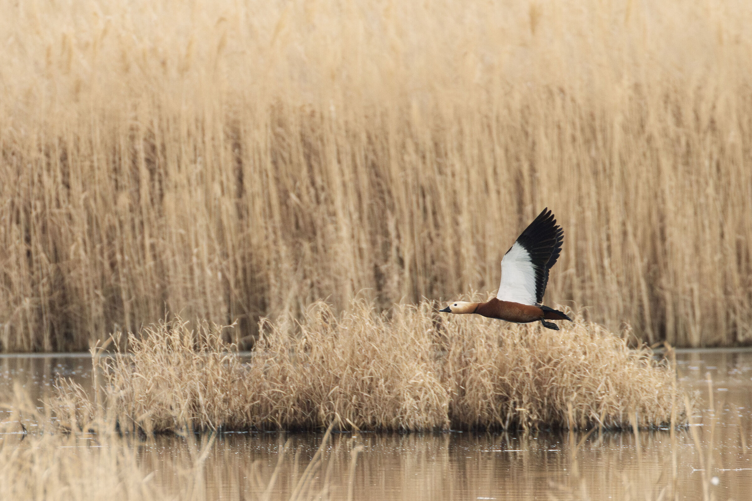 Ruddy Shelduck