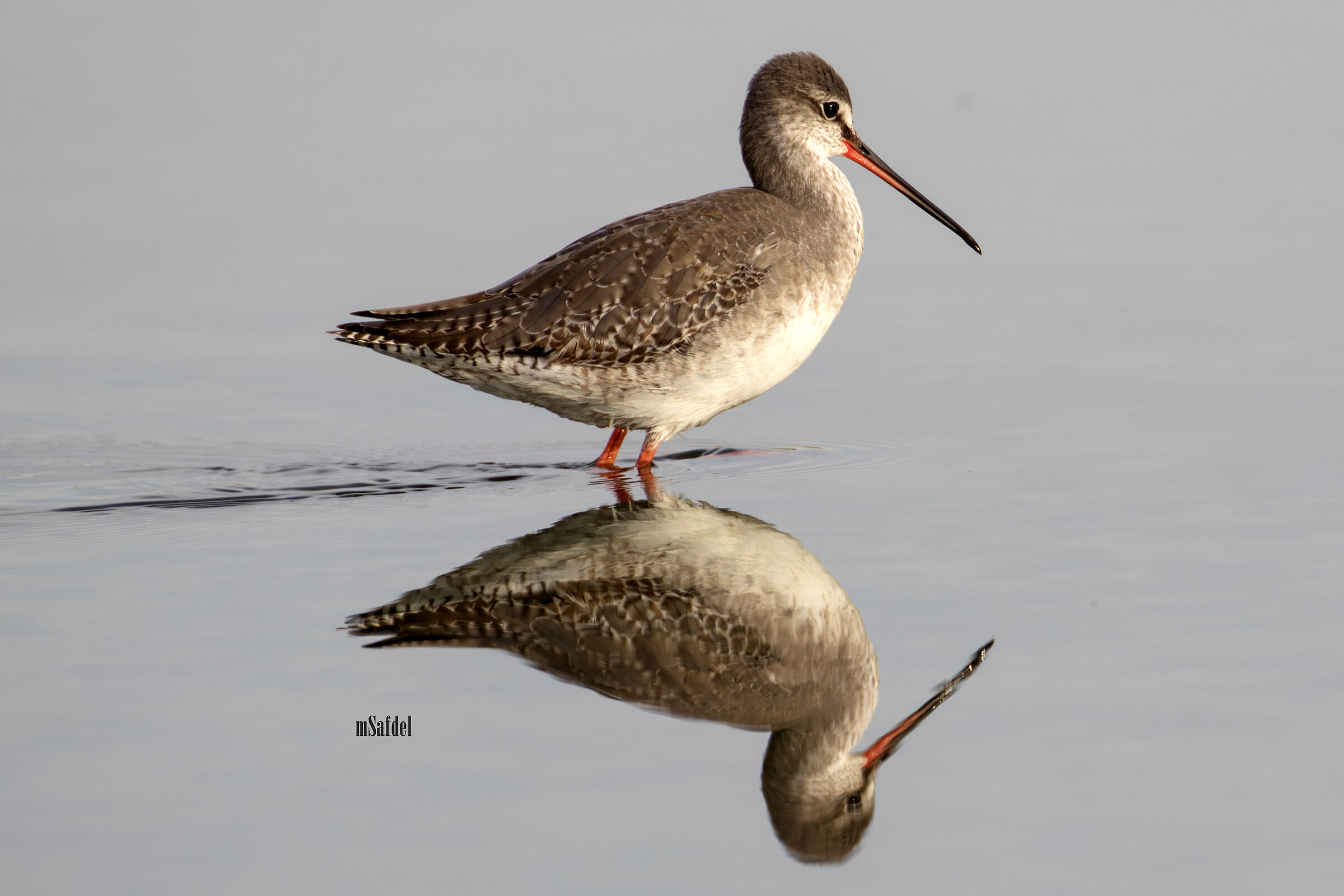 Spotted Redshank