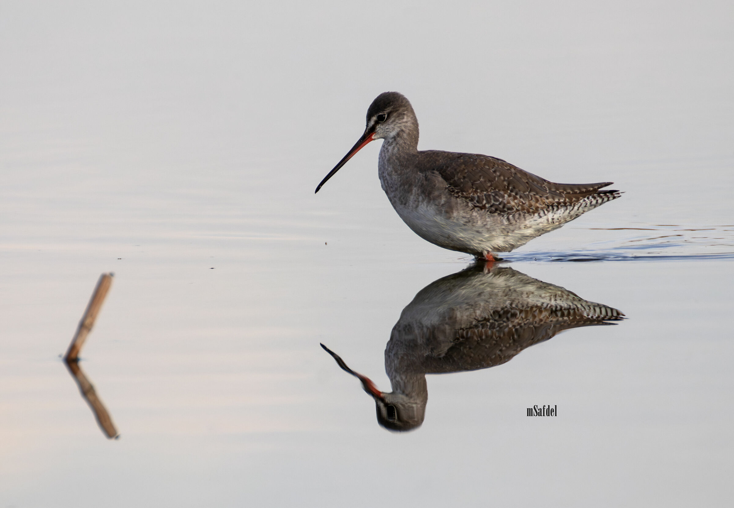Spotted Redshank
