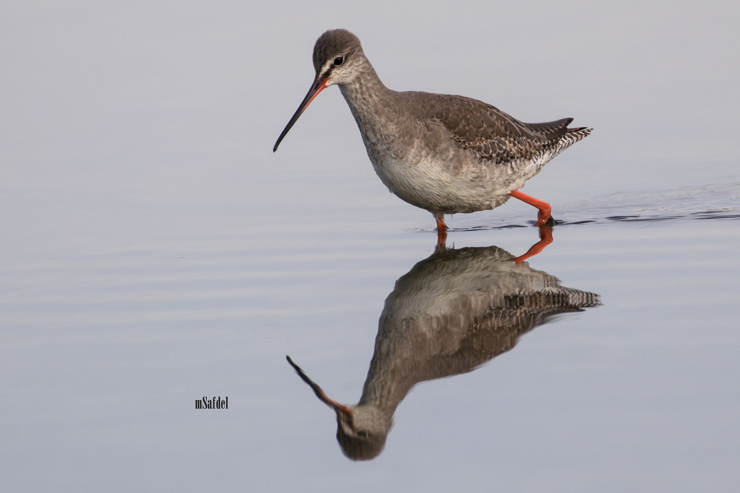 Spotted Redshank