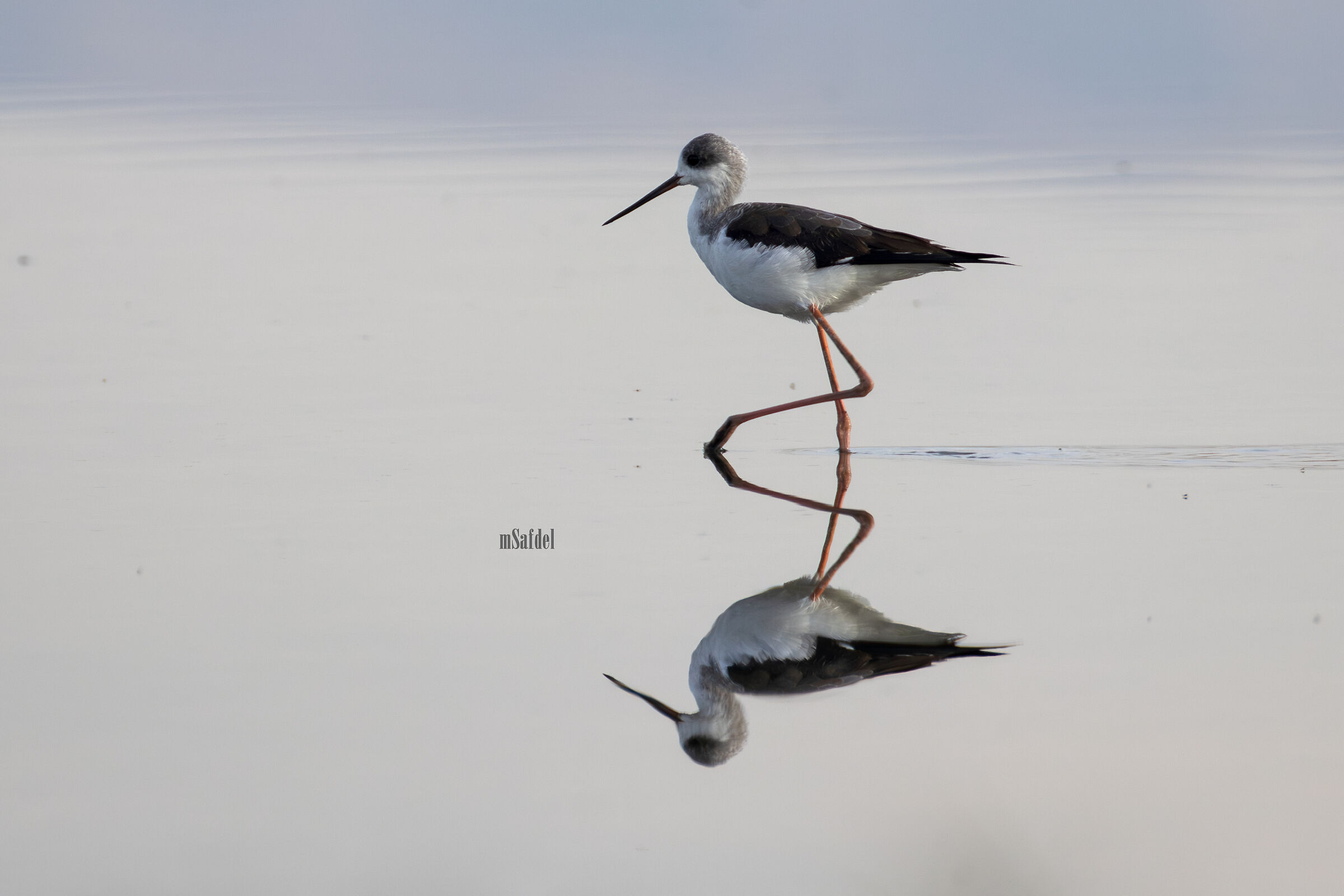 Stilt