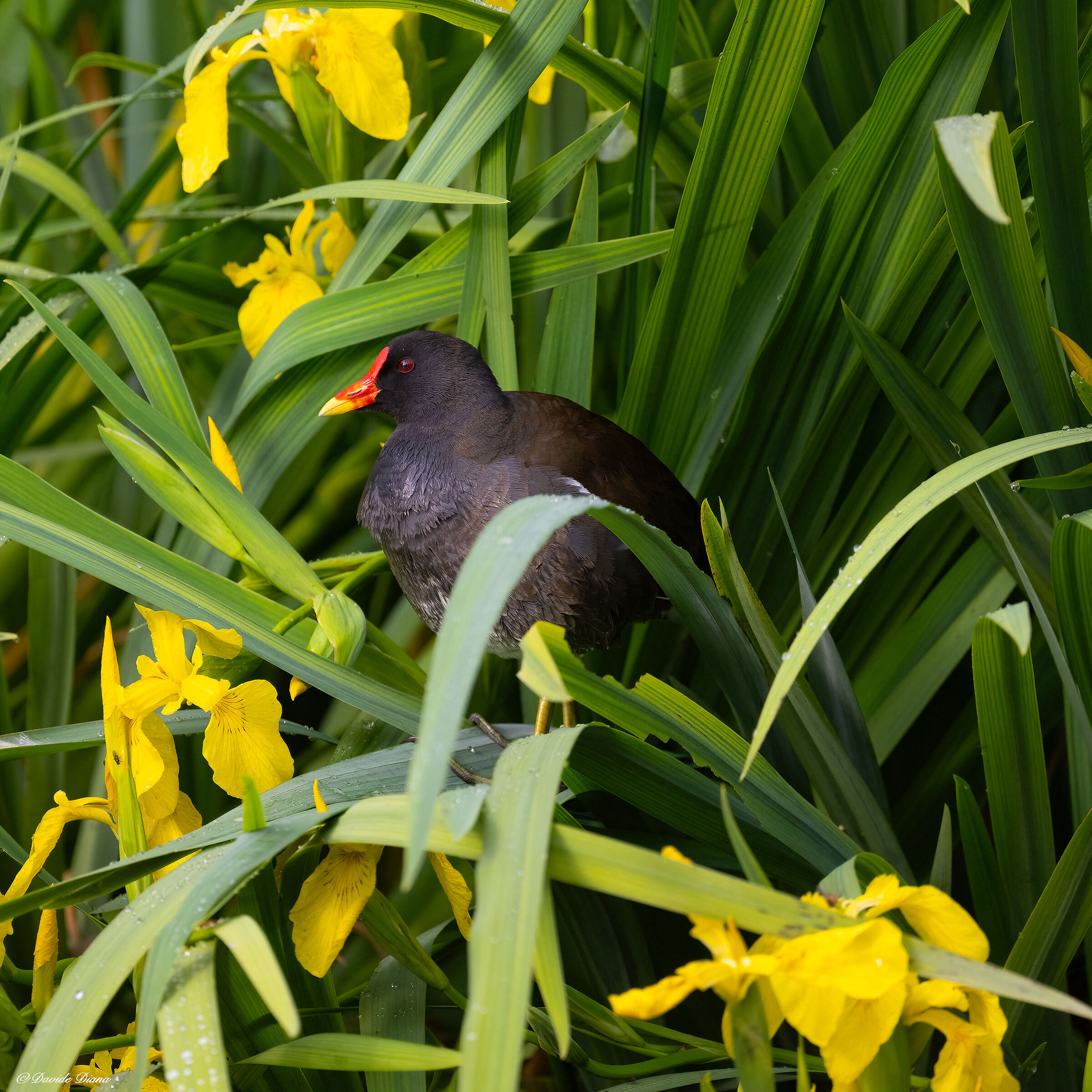 Moorhen