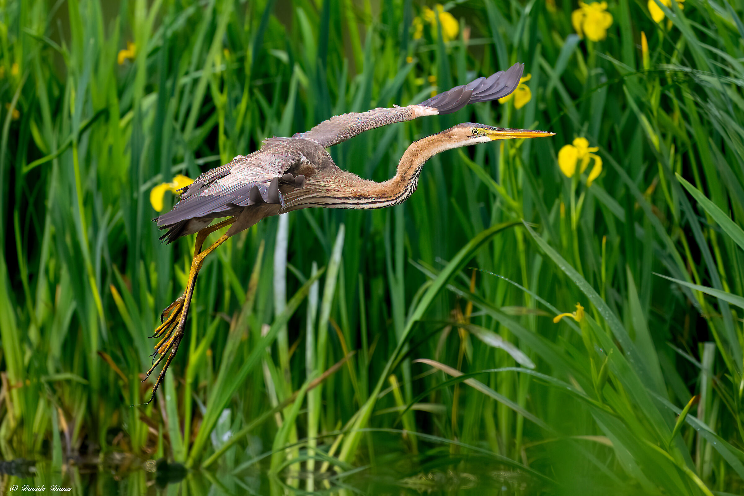 Purple heron