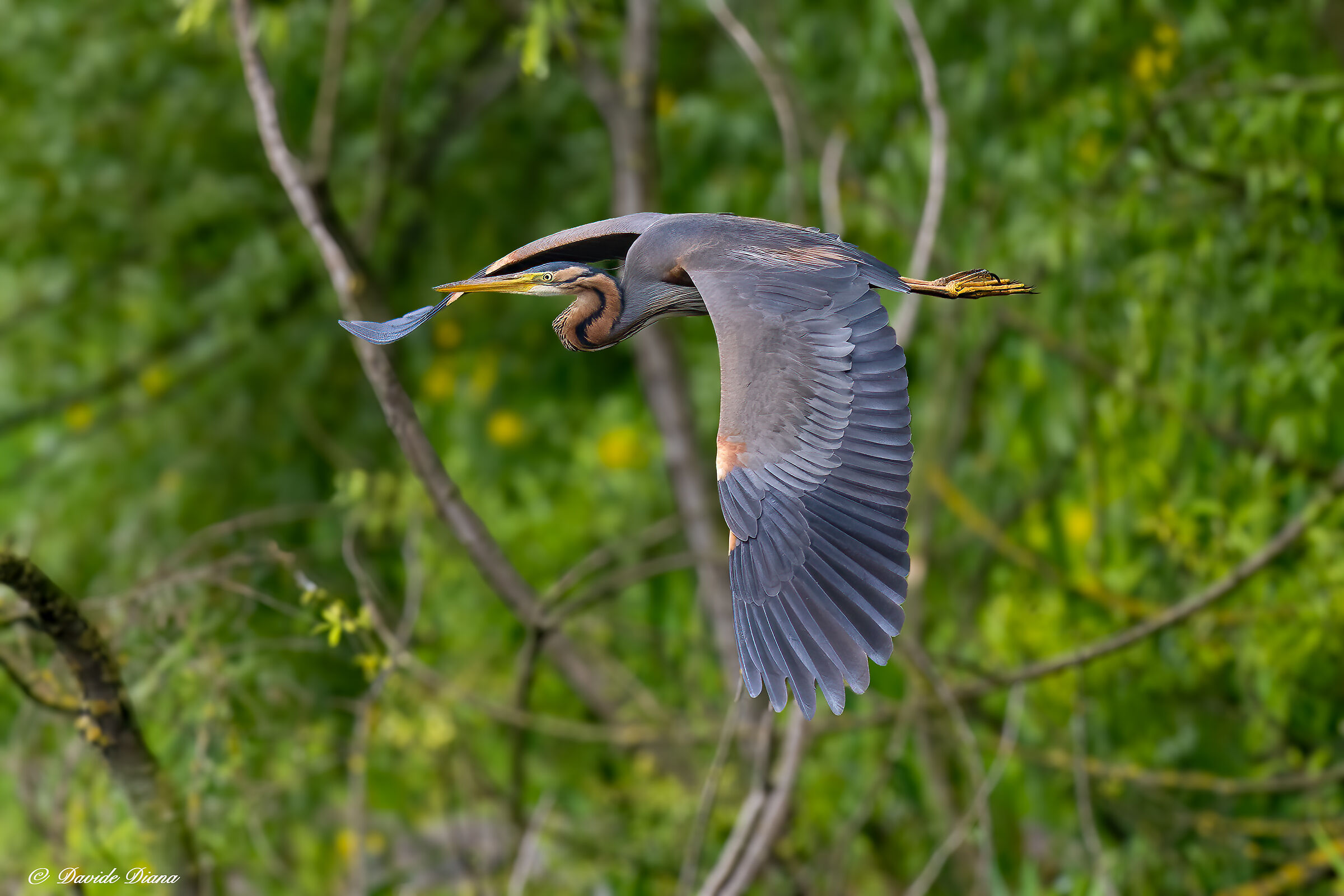Purple heron