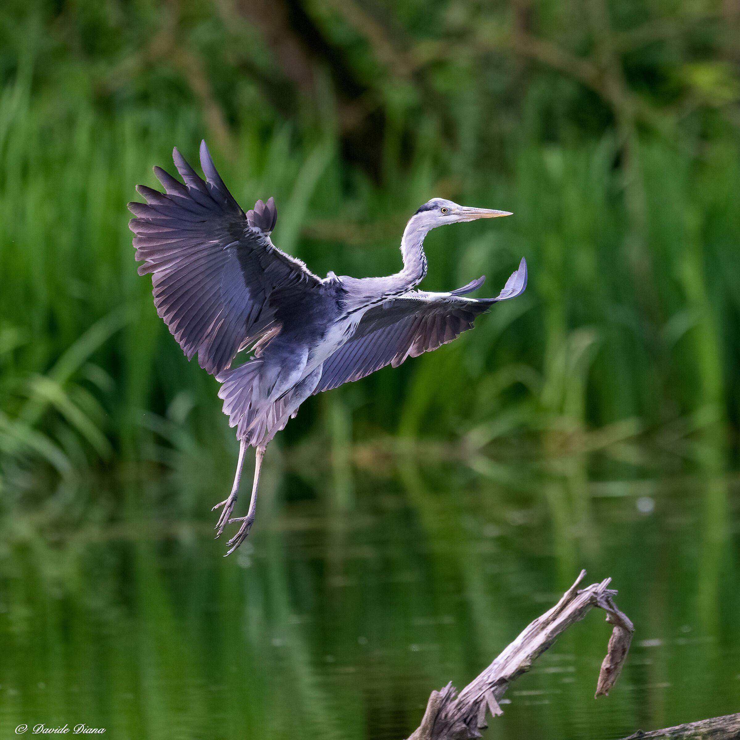 Grey heron