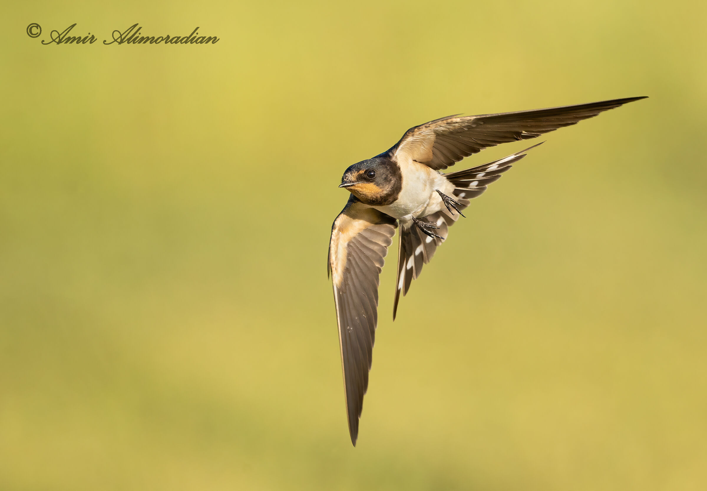 Juvenile Barn Swallow