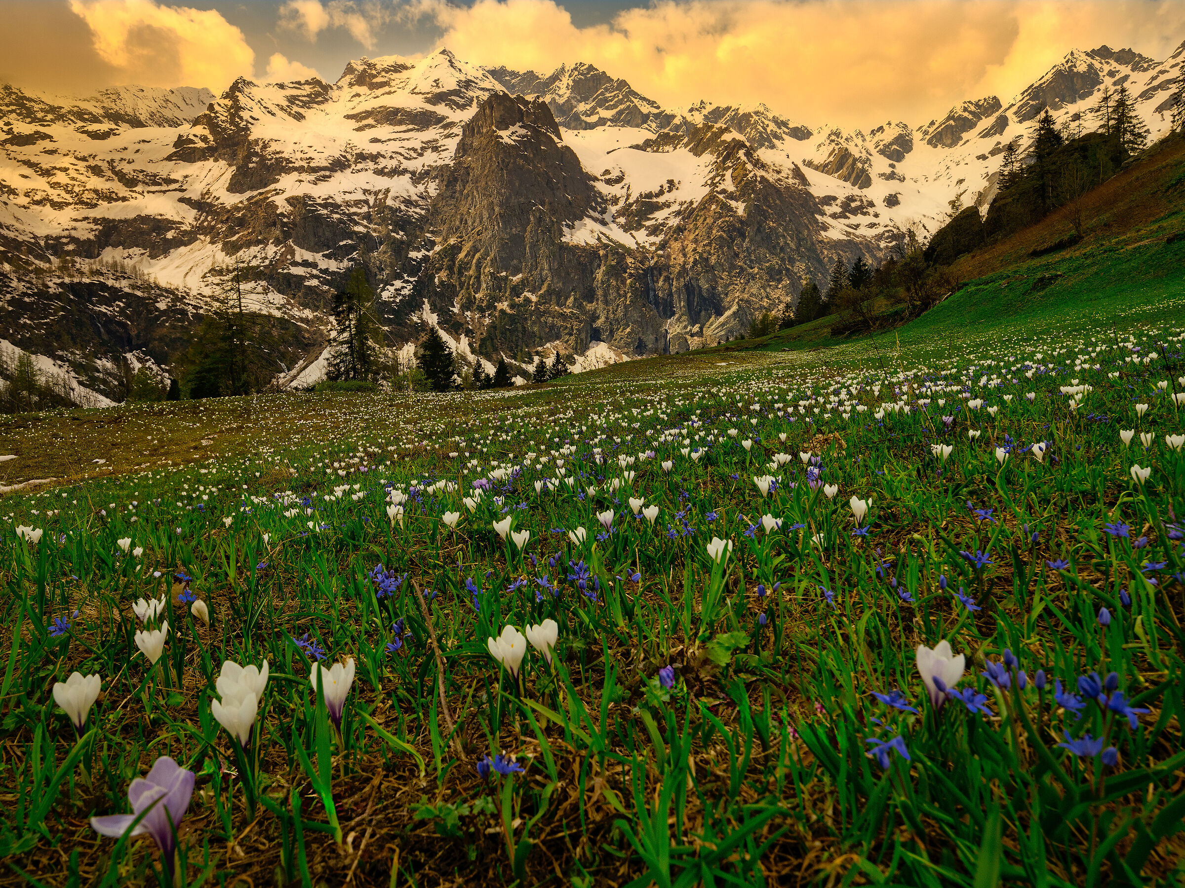 The flowering of Crocuses in Val d'Otro