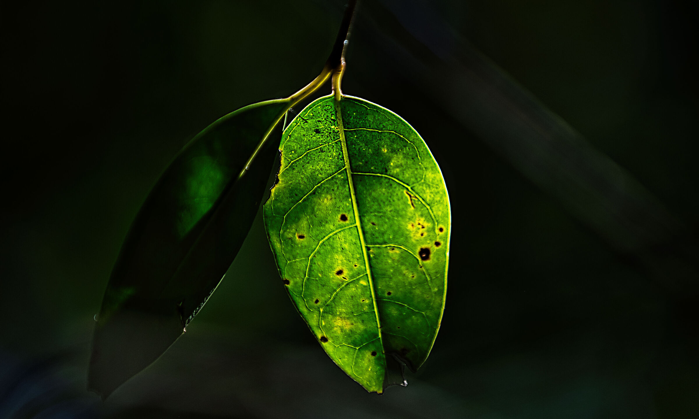 Luce sul verde Test 2
