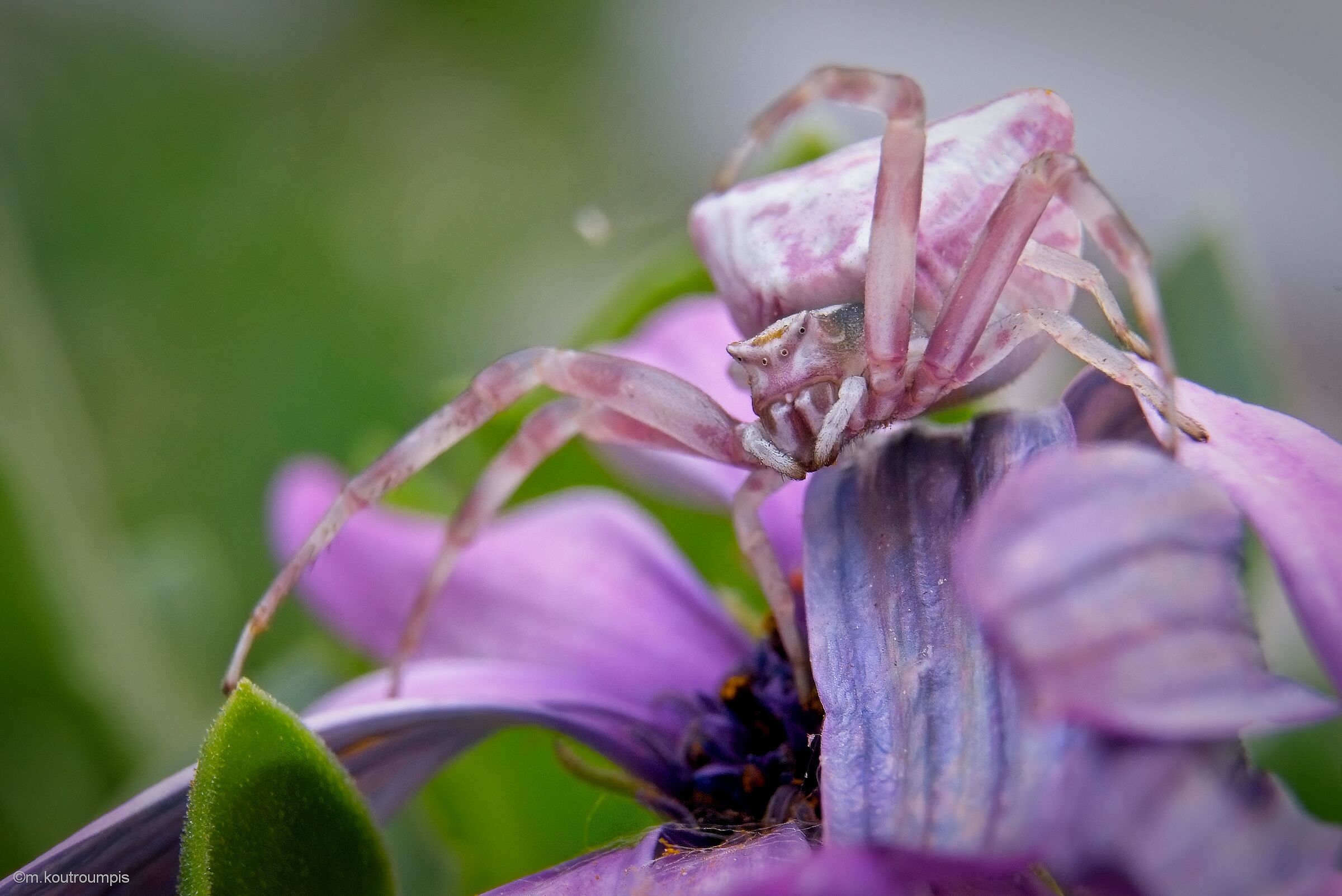 Pink Crab Spider (Thomisus onustus)