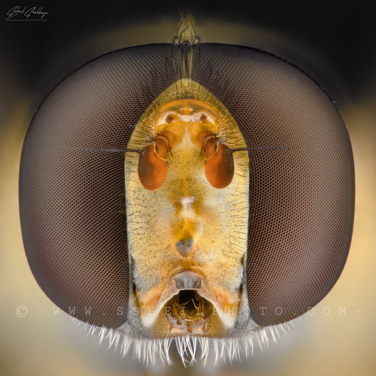 Hoverfly