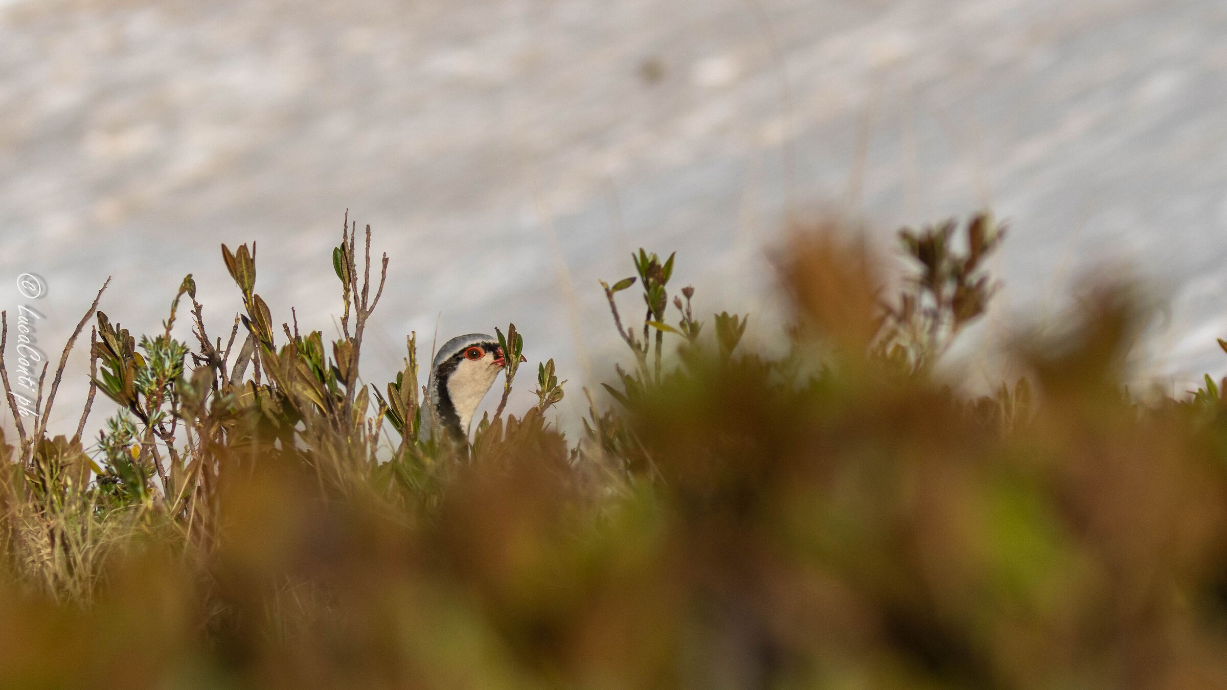 Returning from a Singing Arena