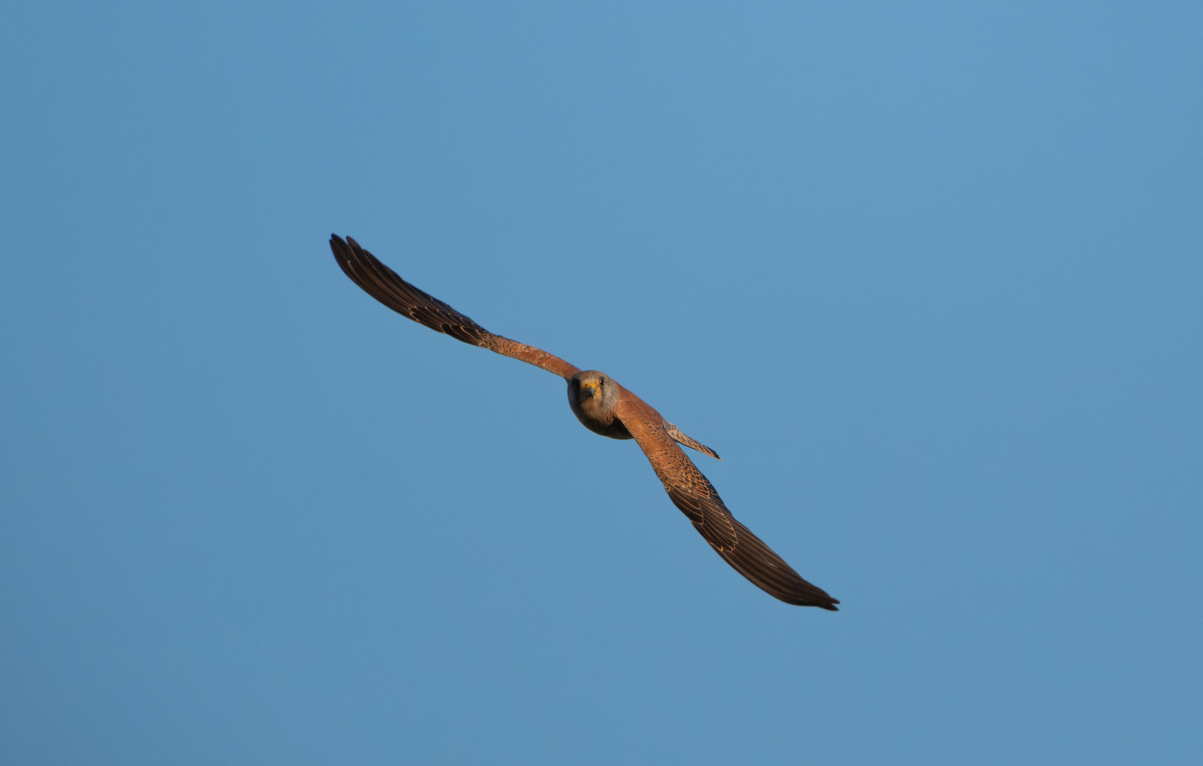 Lesser Kestrel