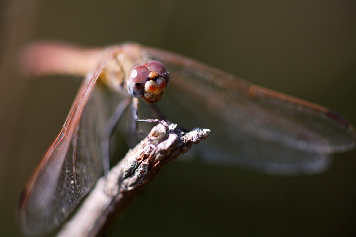 Libellula 1