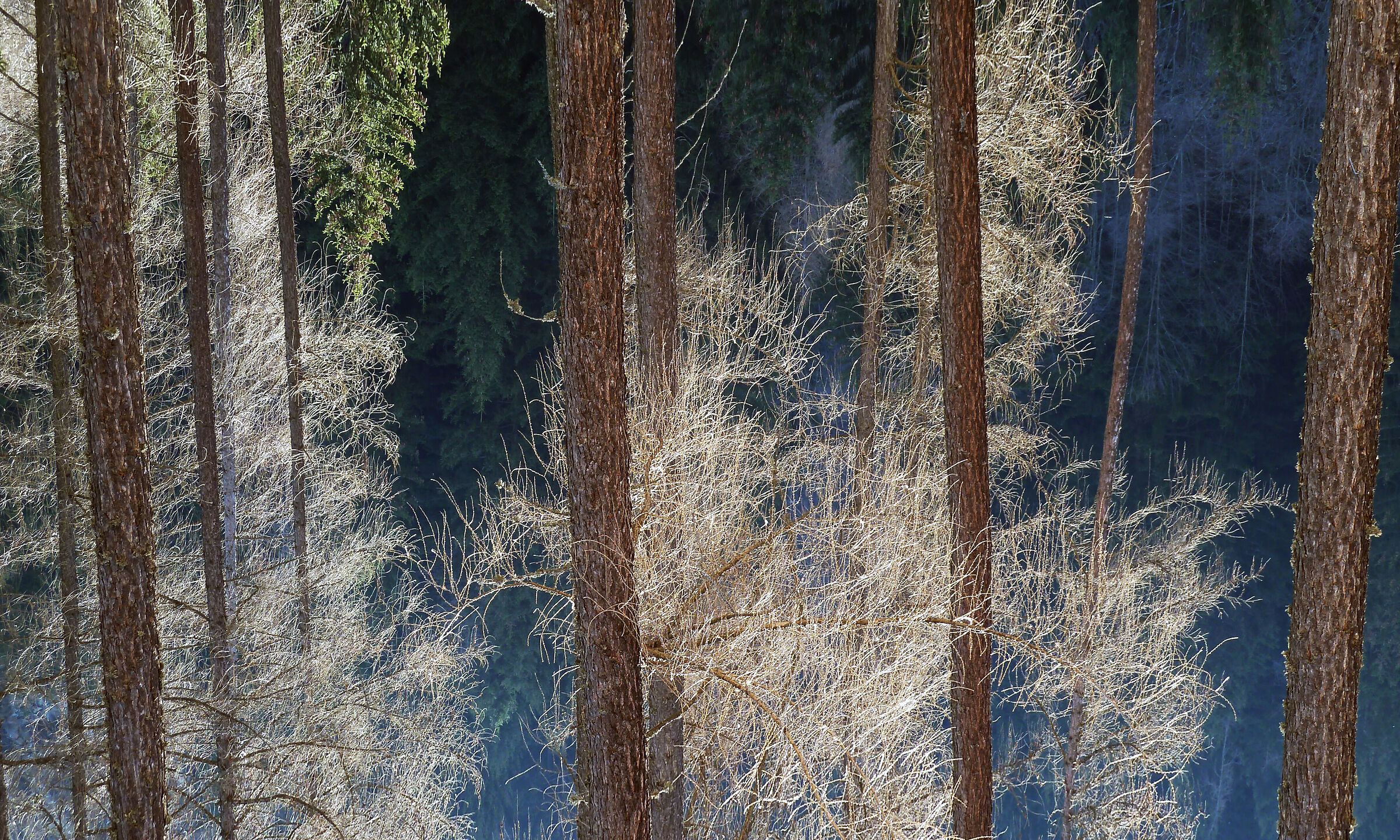fra gli alberi