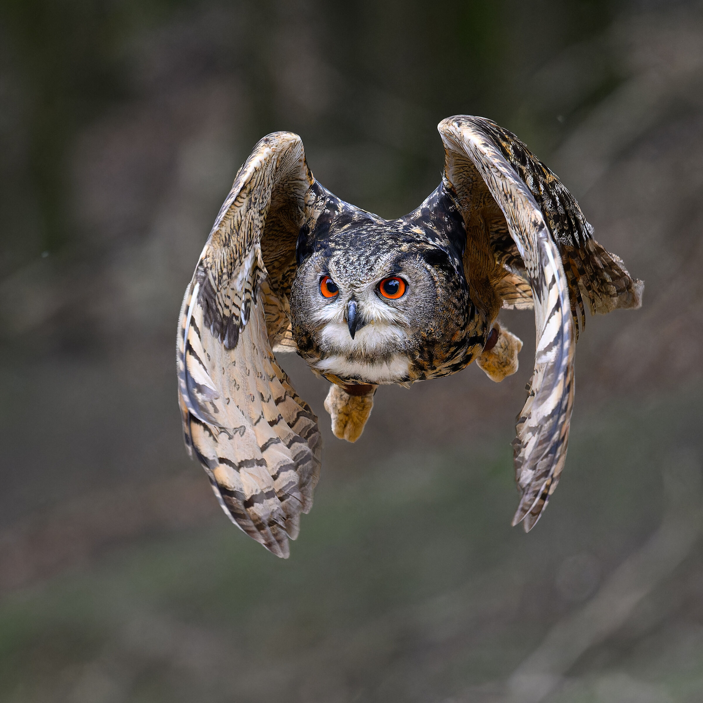 Eagle Owl in flight