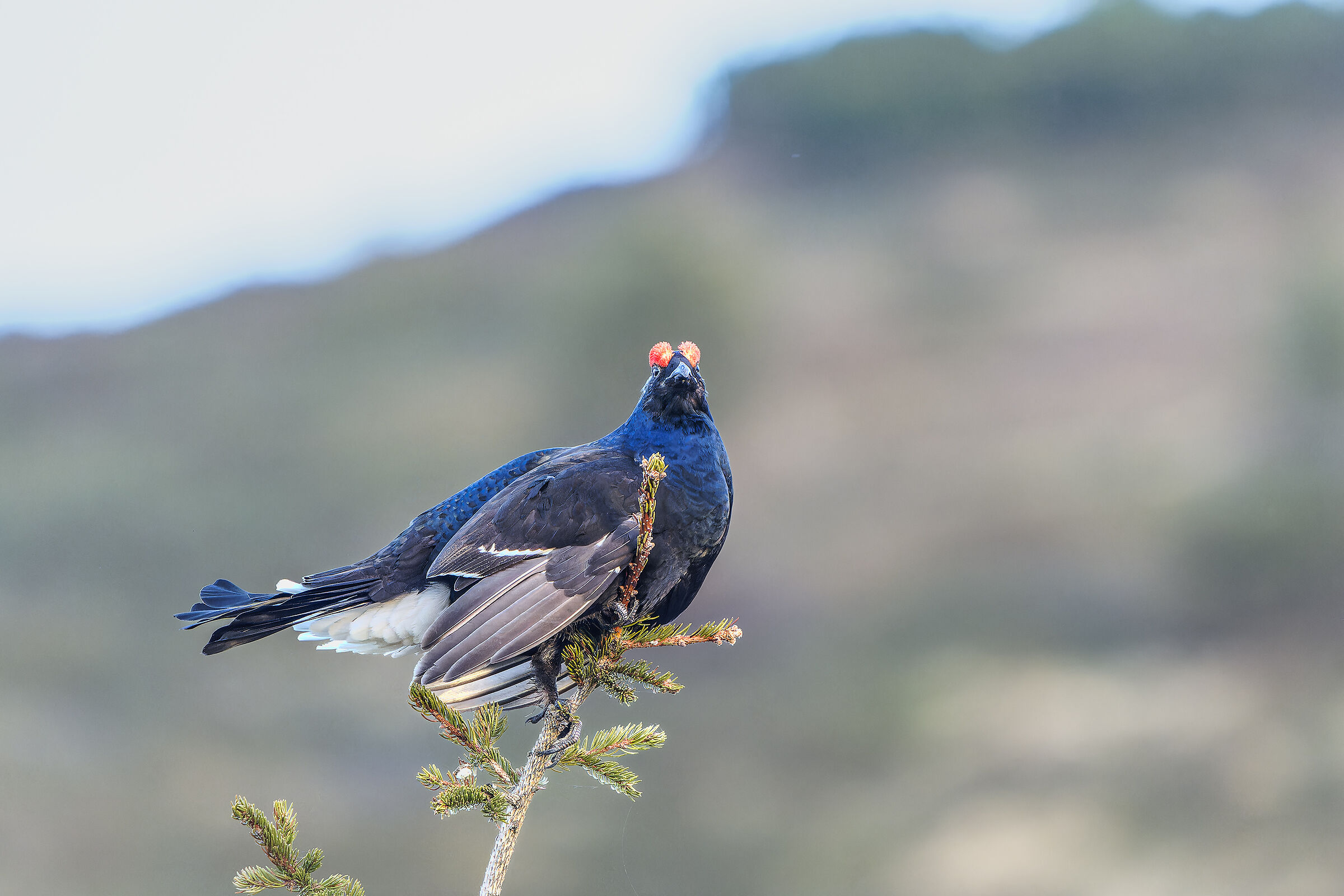 Gallo forcello sull'abetino