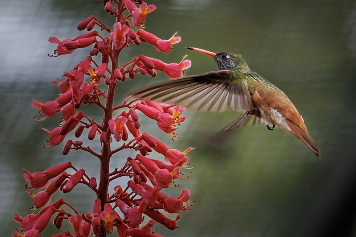 Colibri - Crop