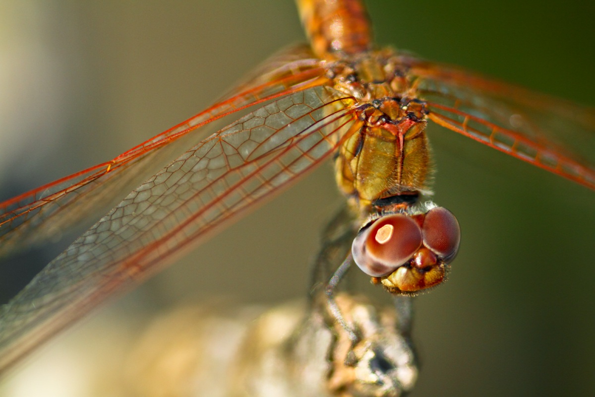 Libellula 5