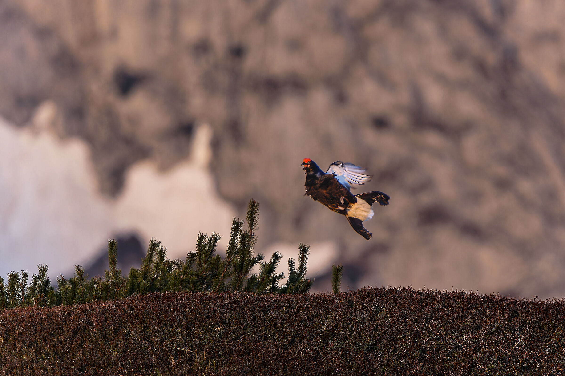 Gallo forcello in volo