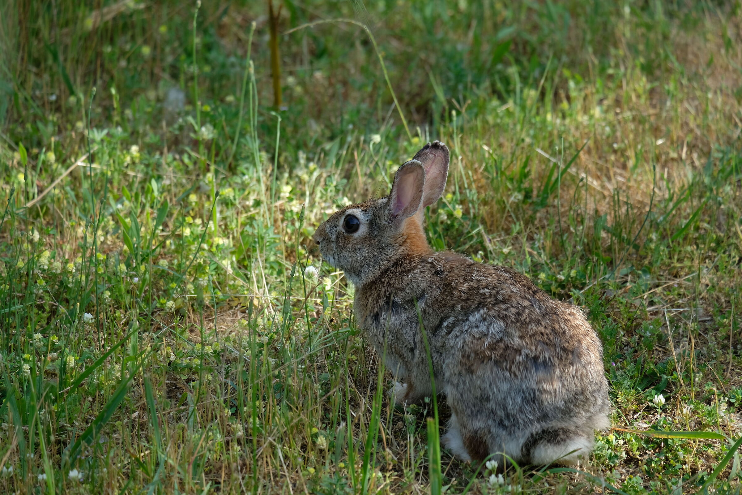 Wild Rabbit