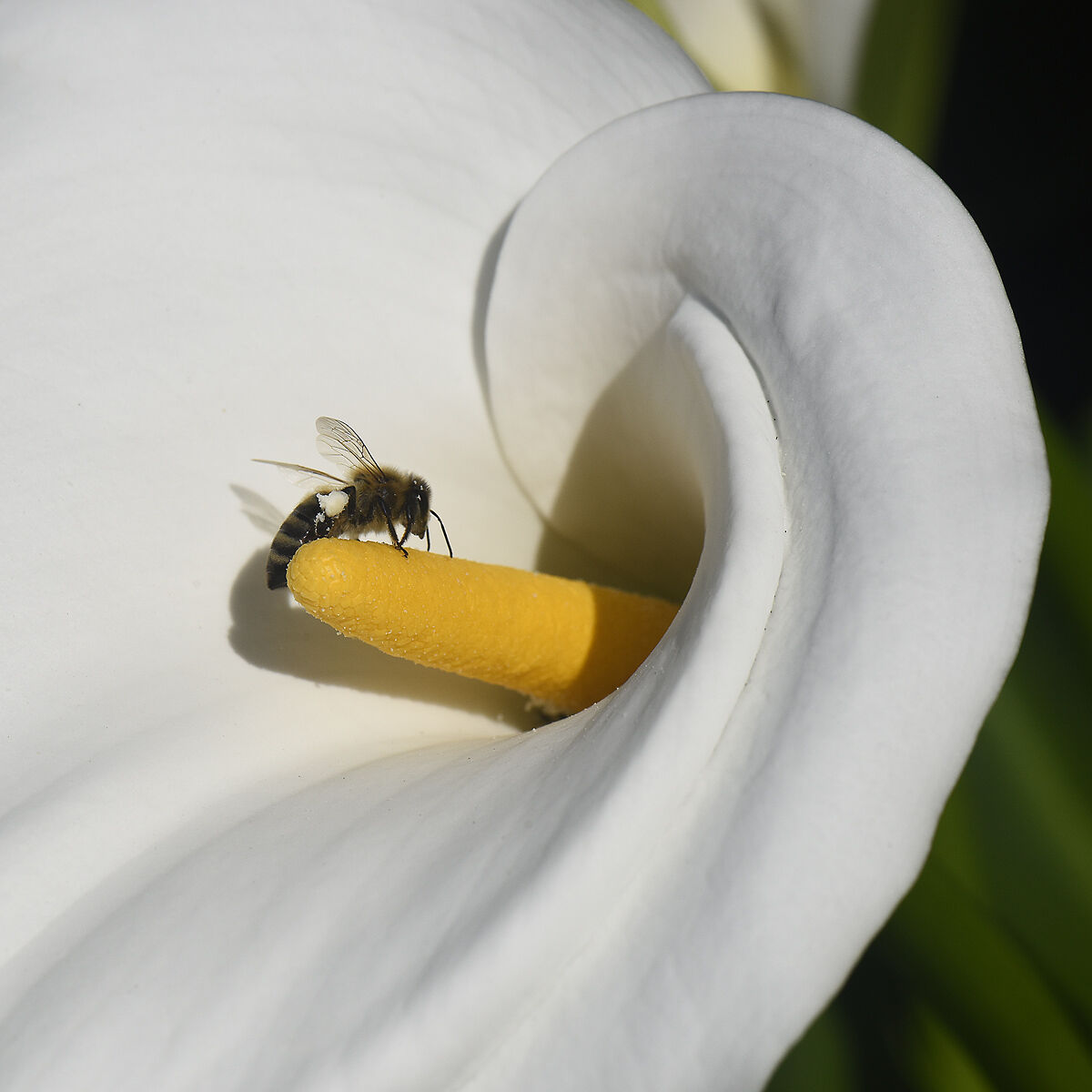 Bee & Calla