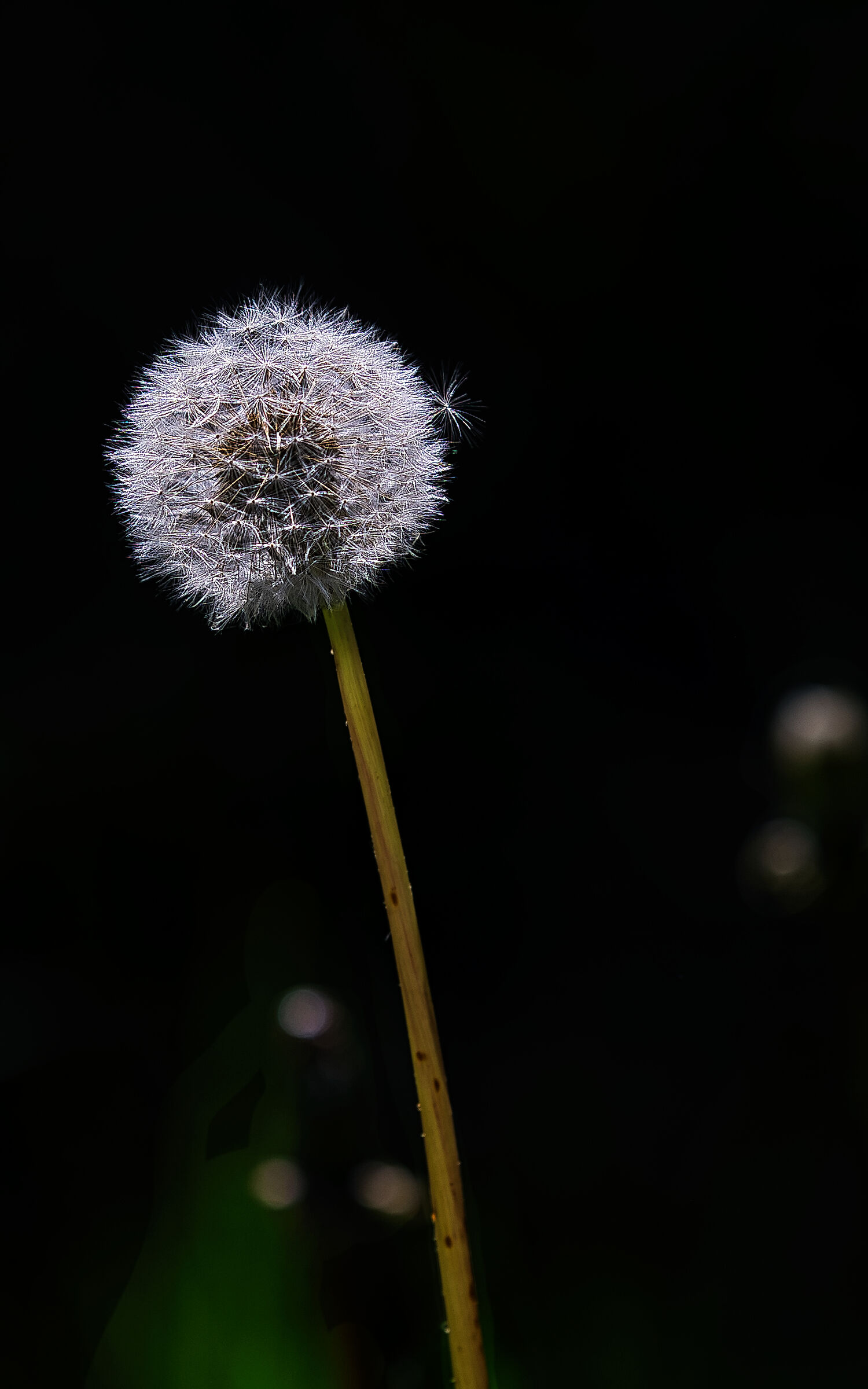 Prima del vento Test4