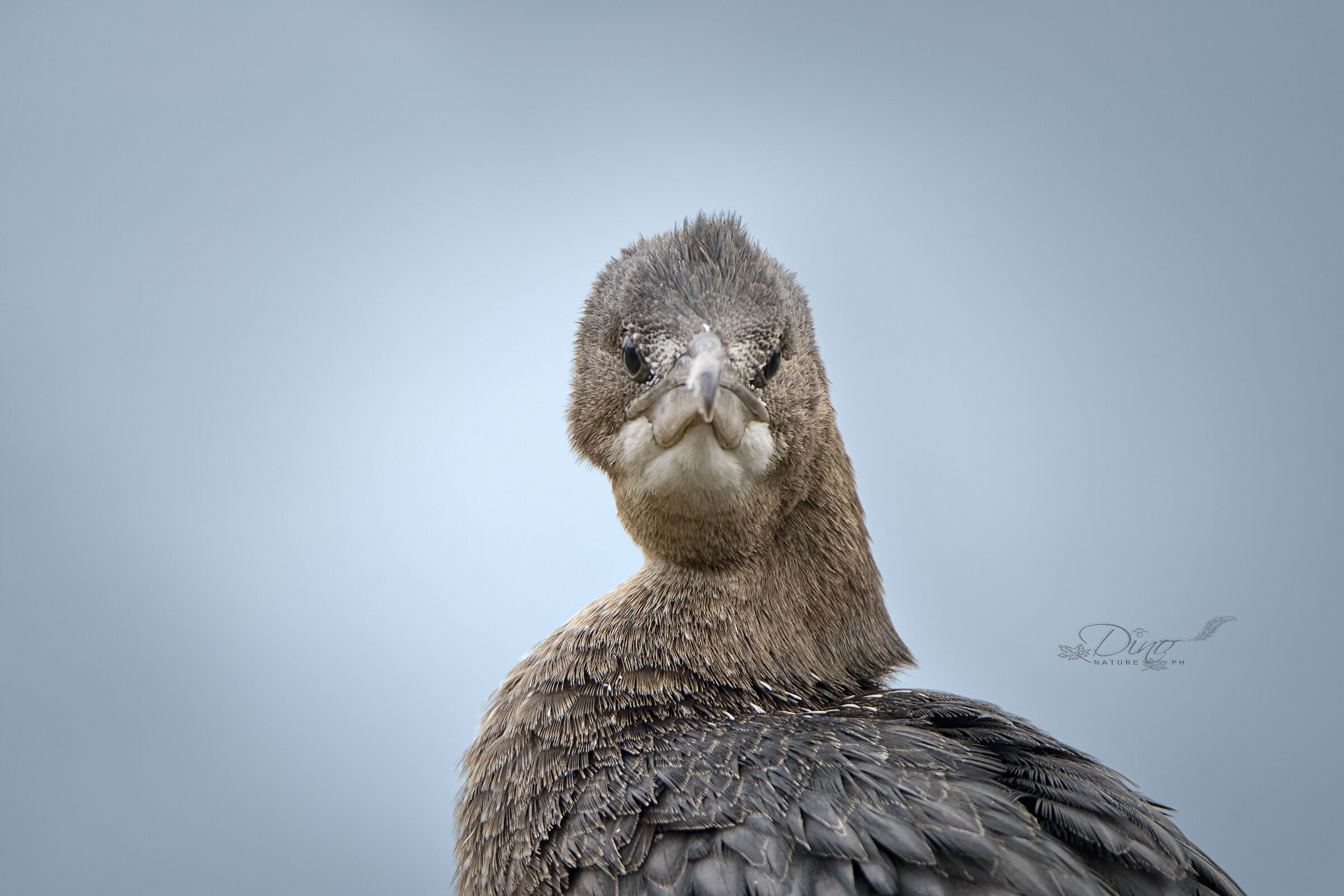 Portrait of the disgruntled Marangone