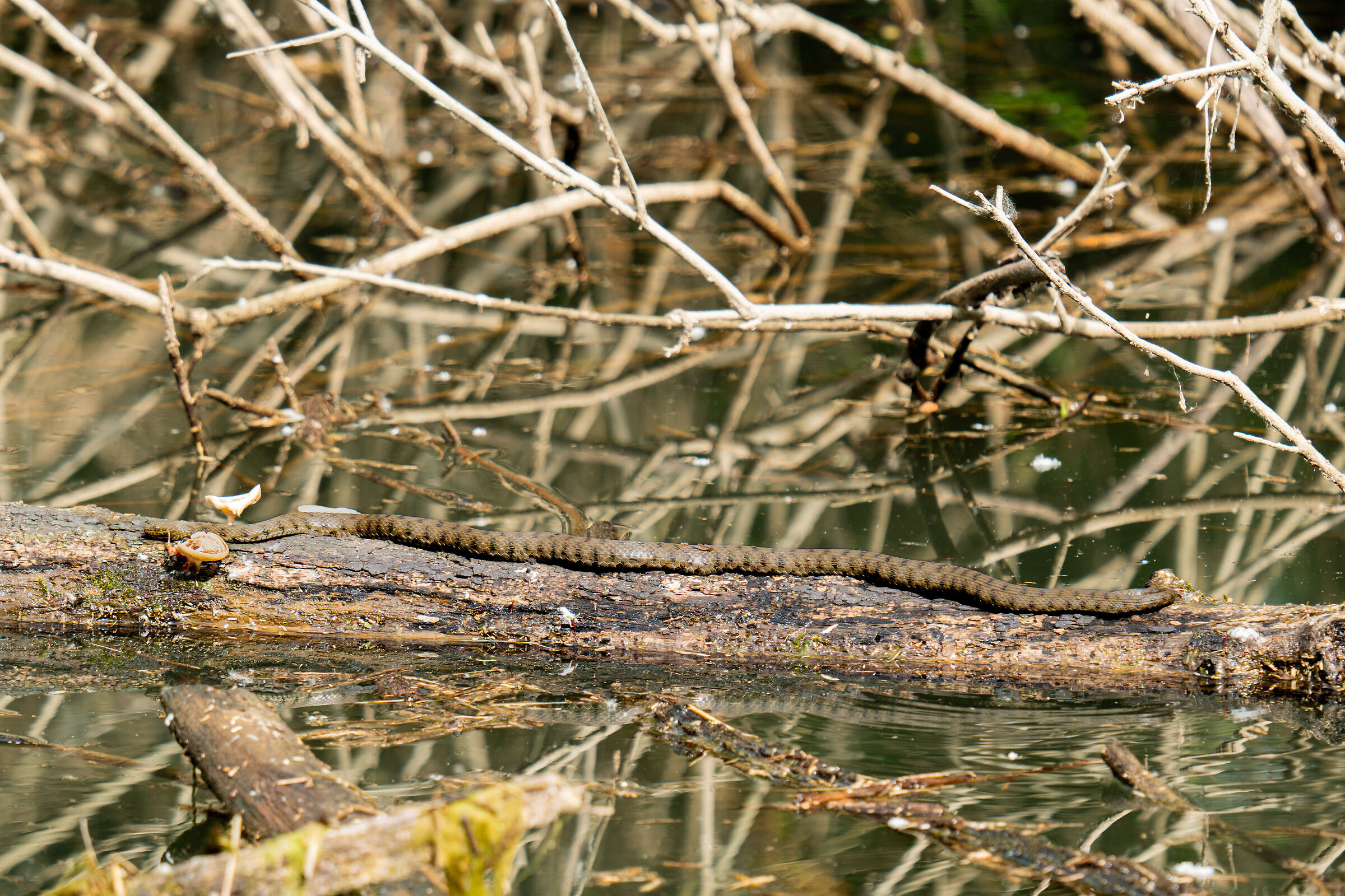 Una biscia si scalda al sole di Lodi